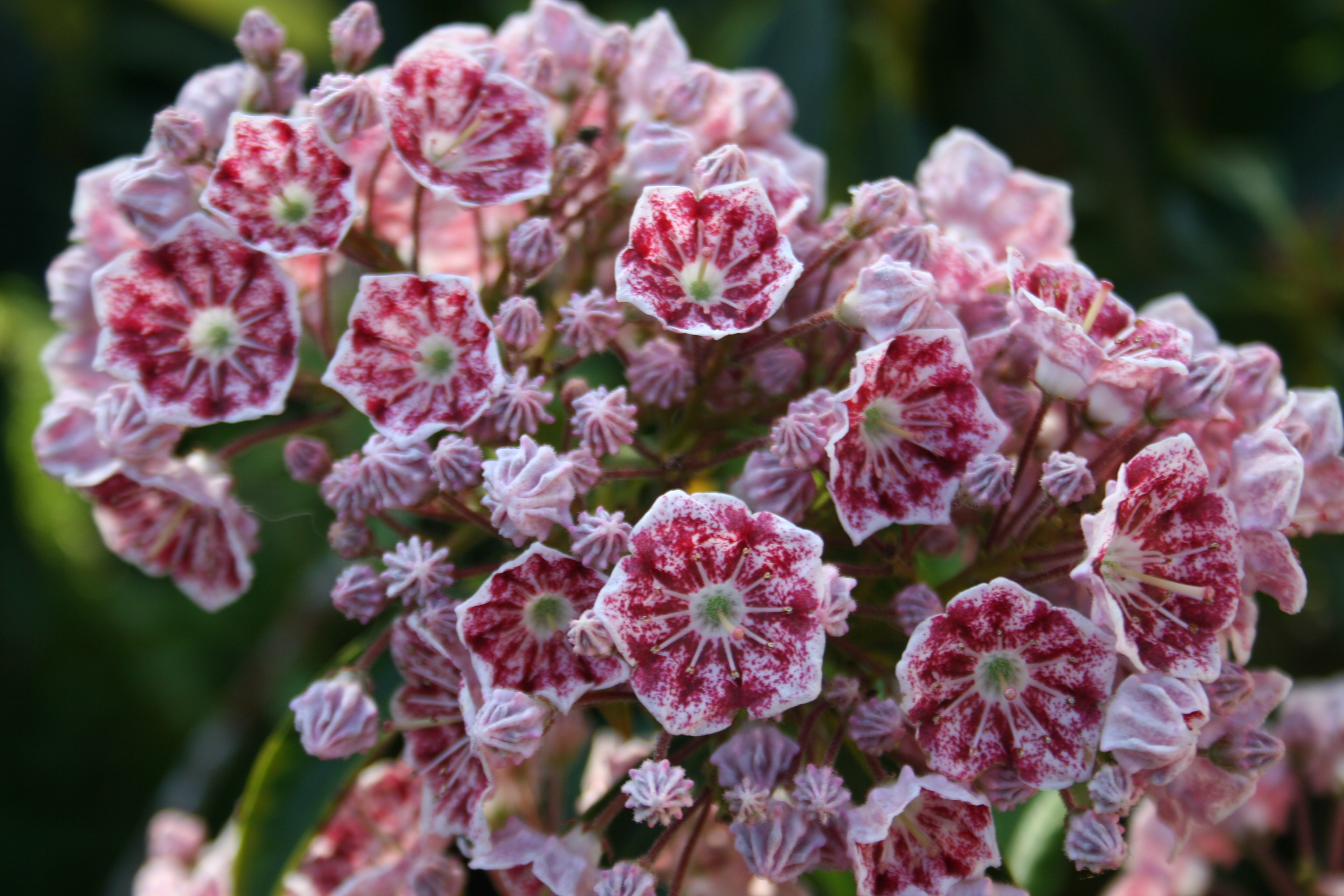 Kalmia latifolia 'Quinnipiac'