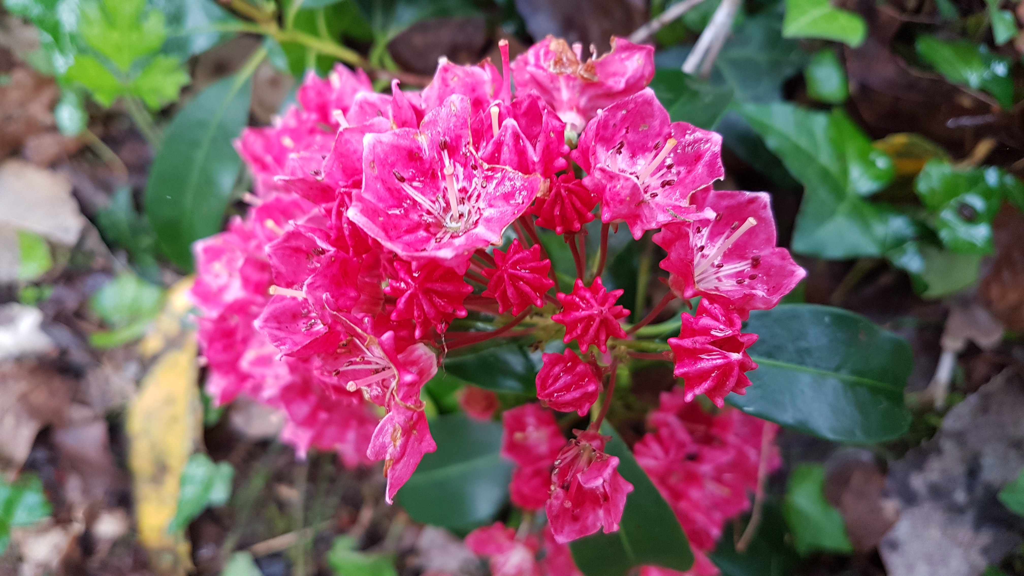 Kalmia latifolia ''Sarah'