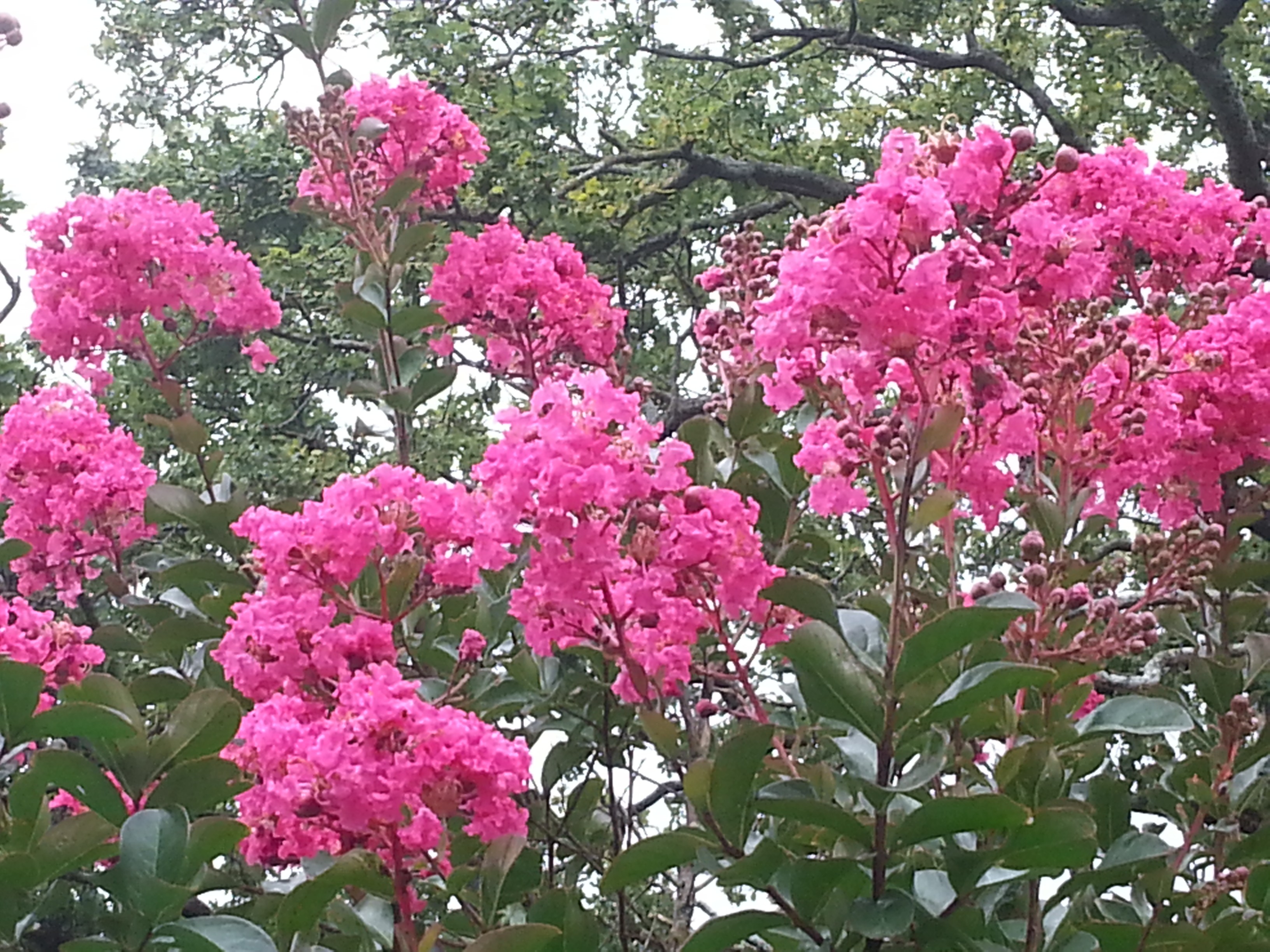 Lagestroemia indica 'cultivar indeterminé'
