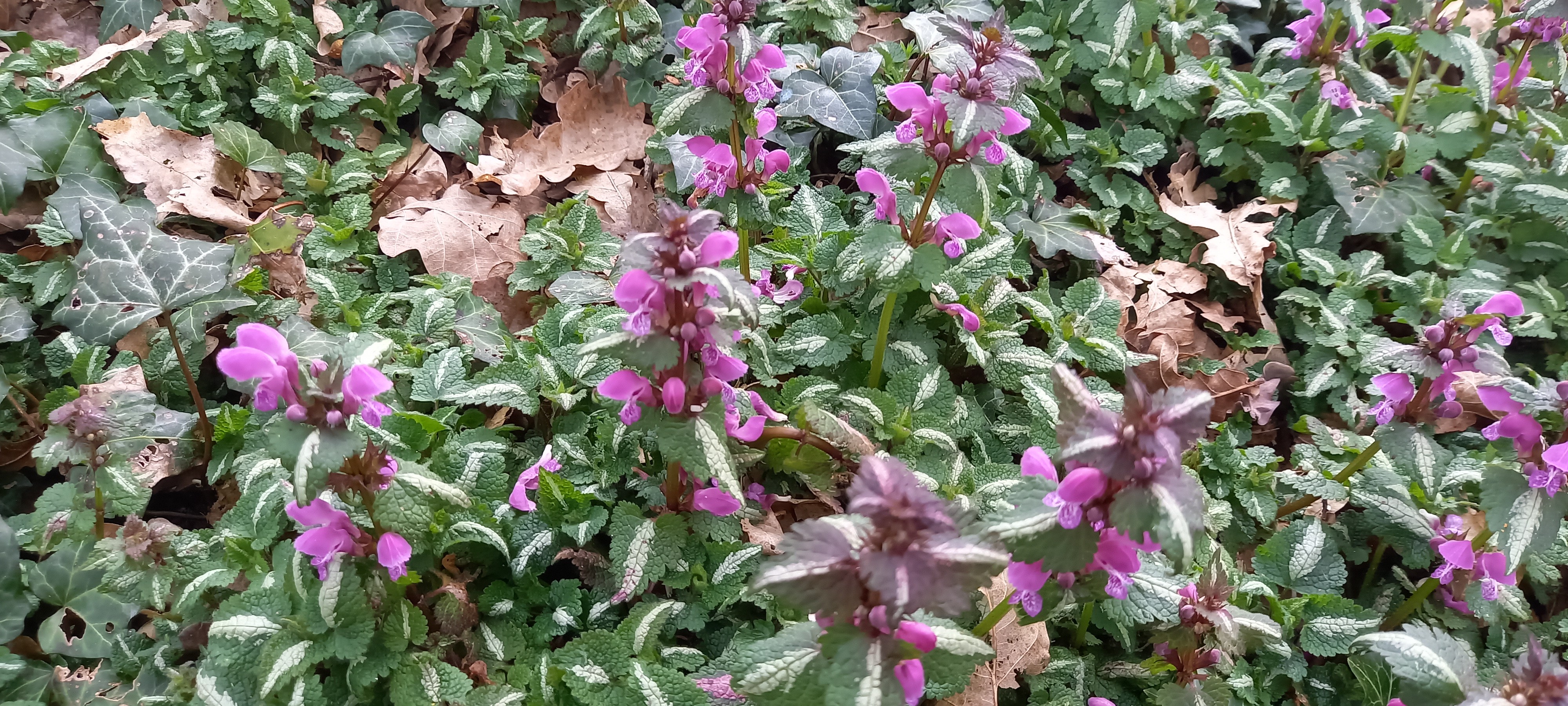 Lamium 'cultivar indeterminé'