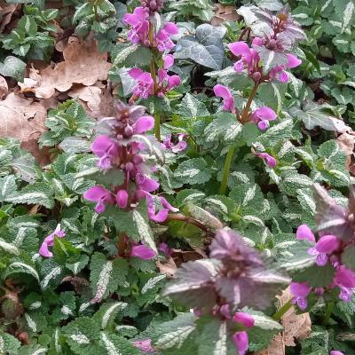 Lamium 'cultivar indeterminé'