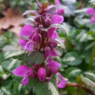 Lamium 'cultivar indeterminé'