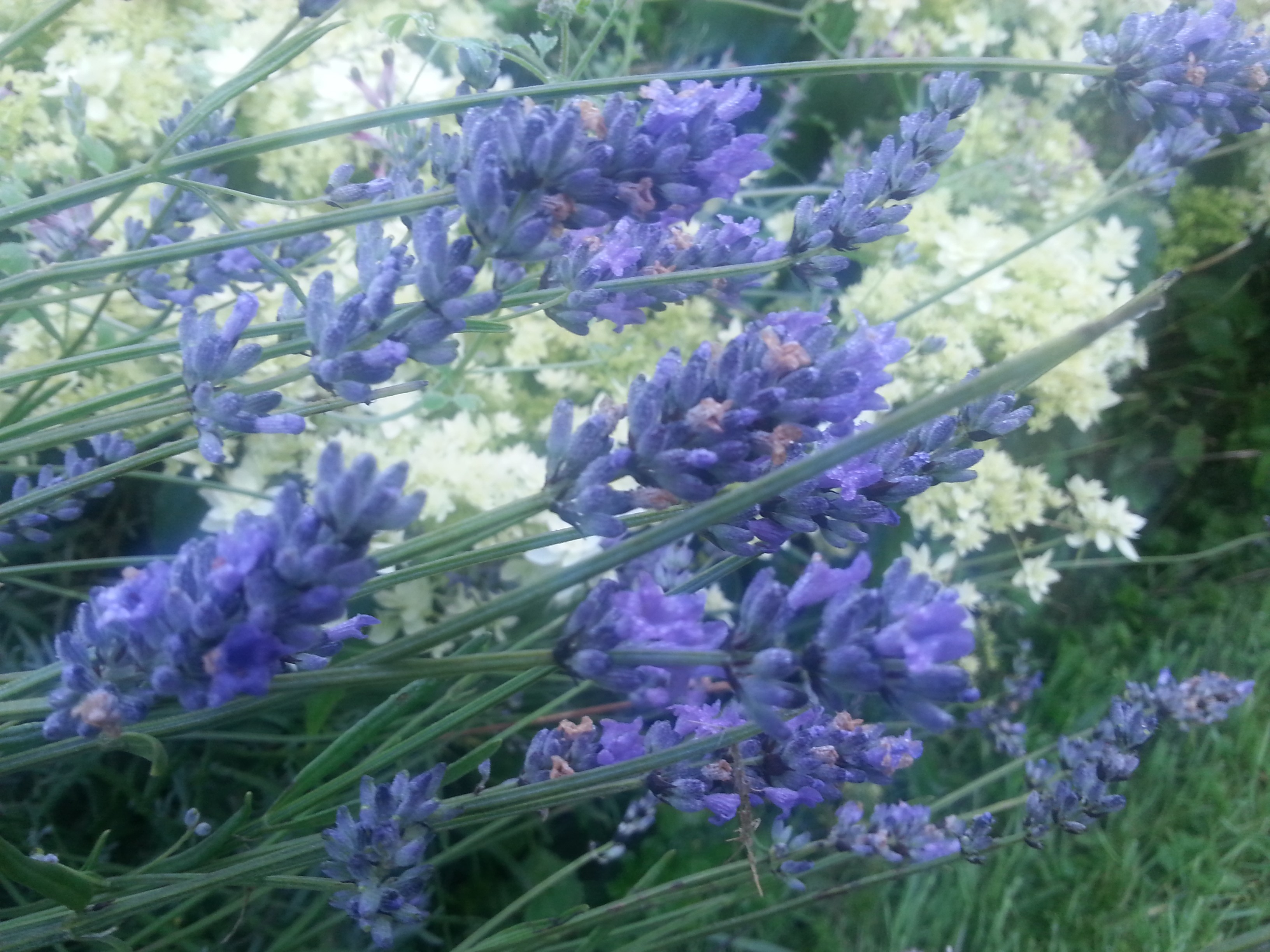 Lavandula angustifolia
