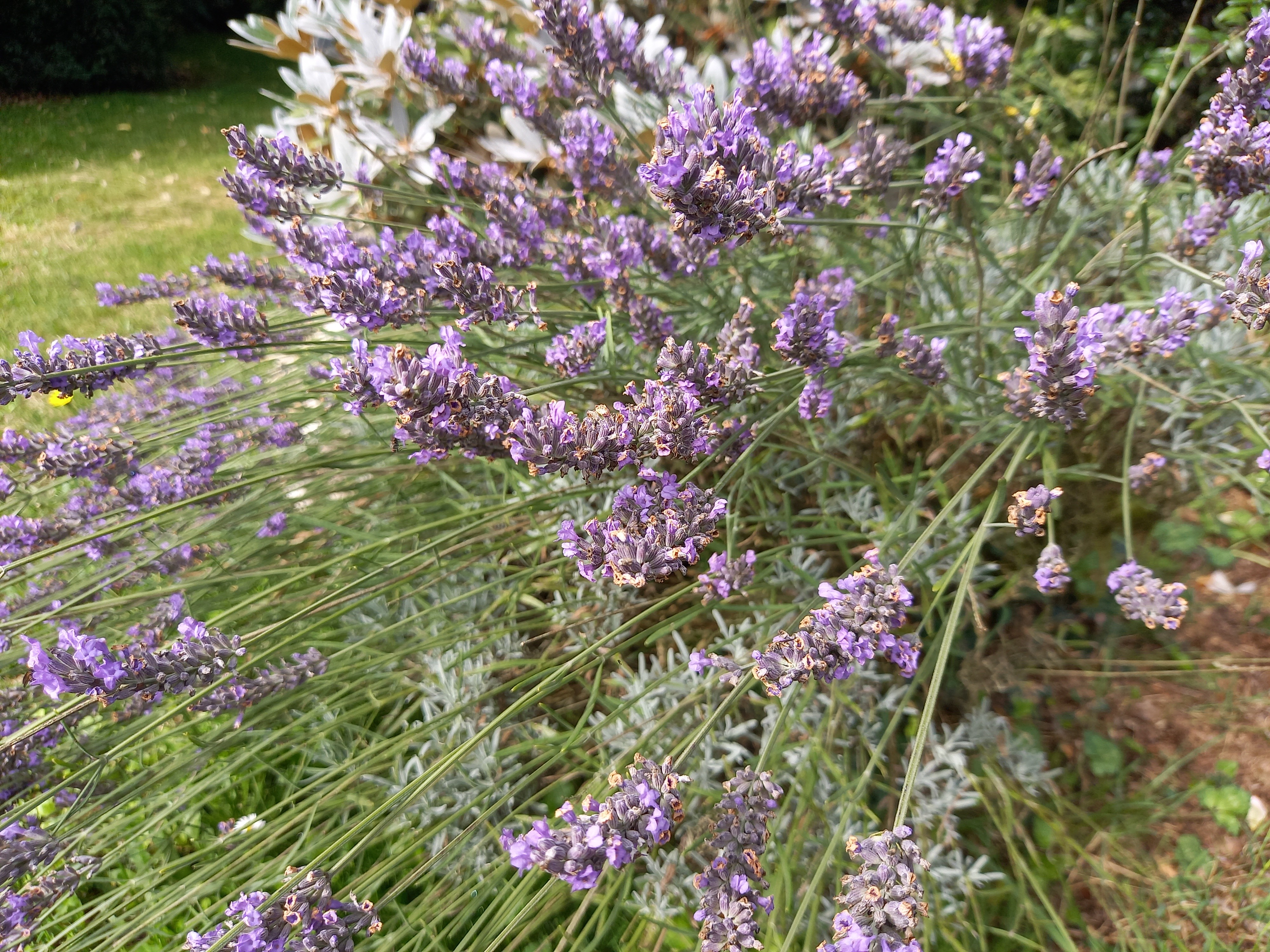 Lavandula angustifolia 'Grosso'