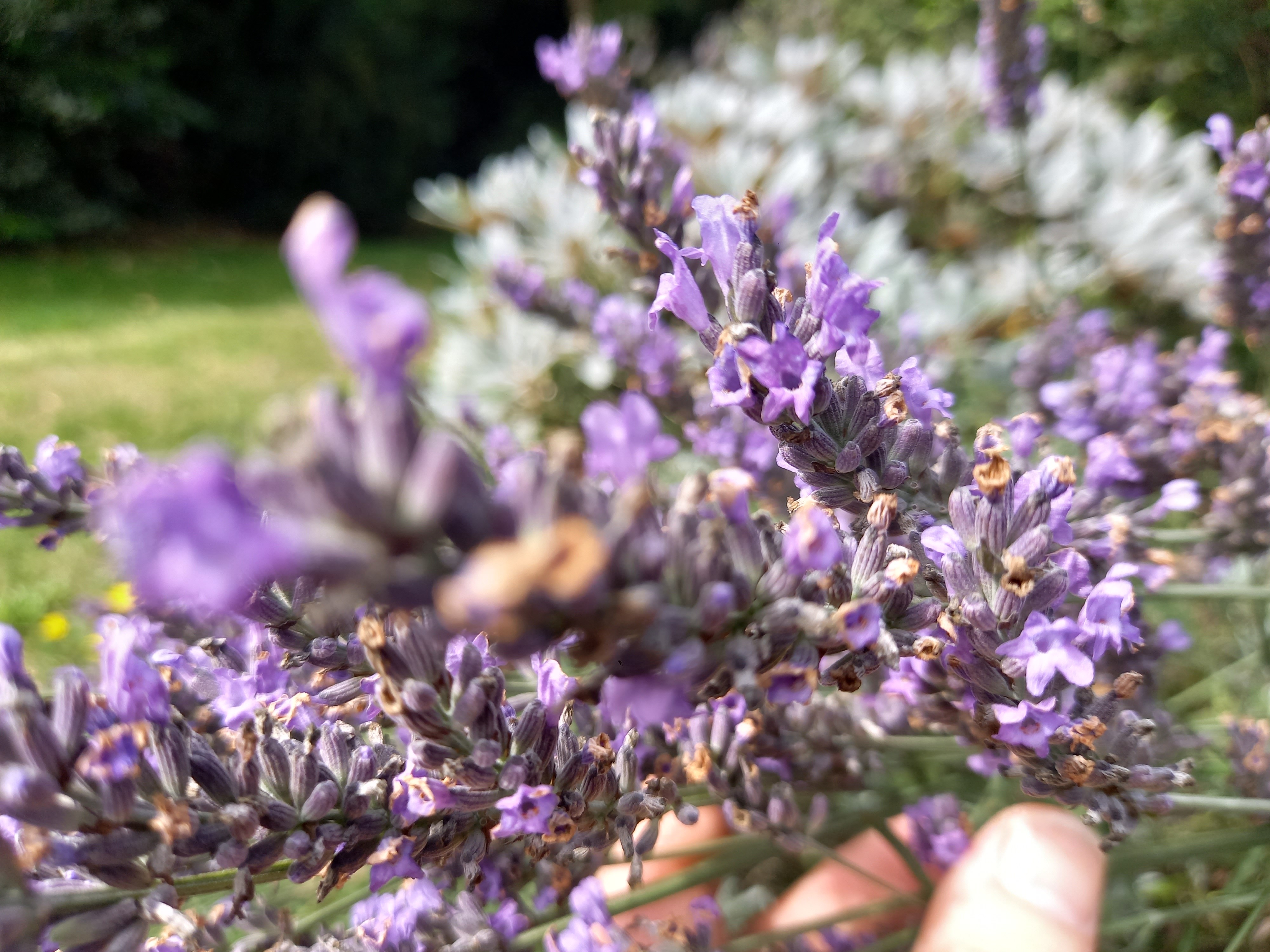 Lavandula angustifolia 'Grosso'