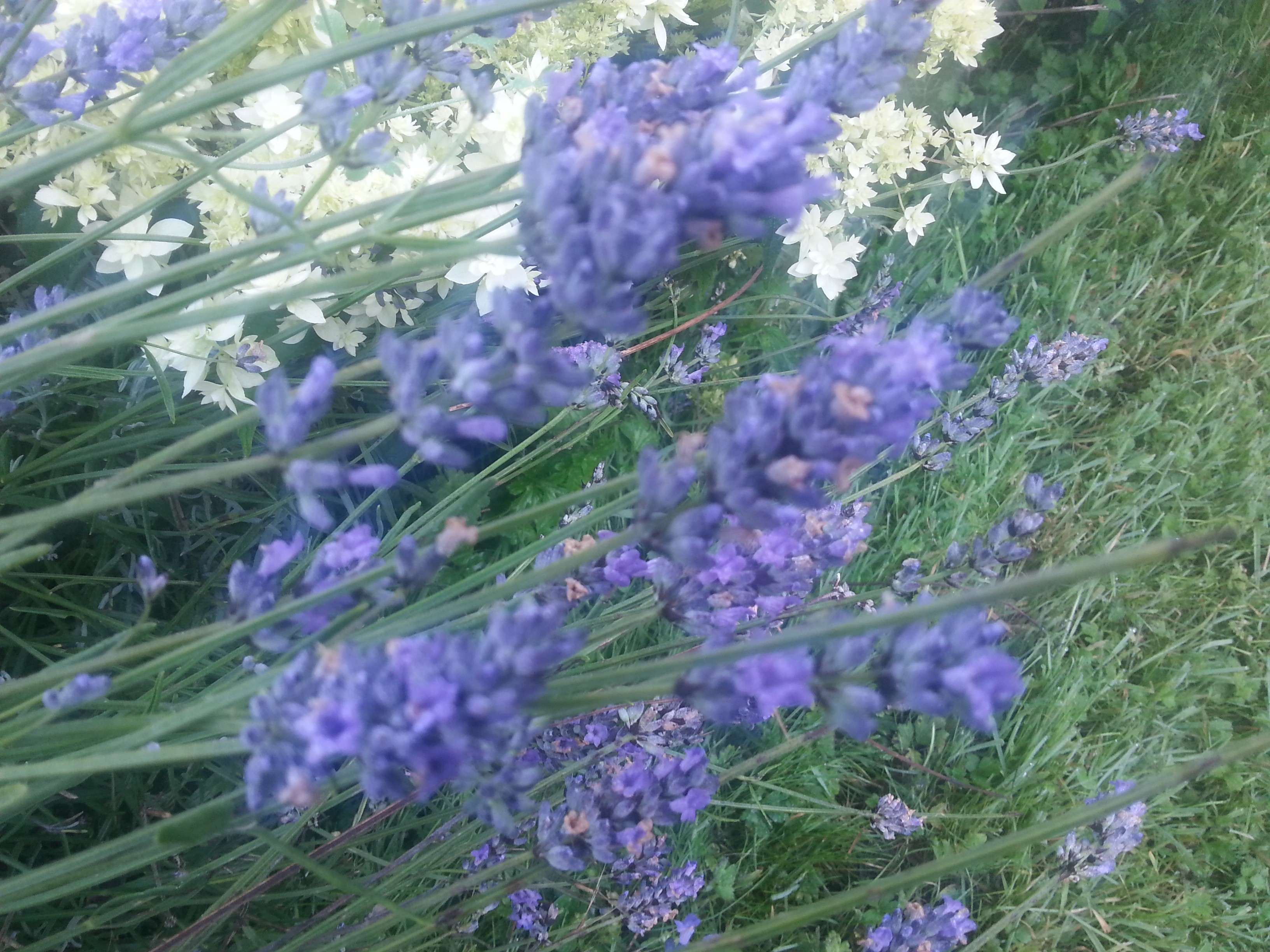 Lavandula angustifolia