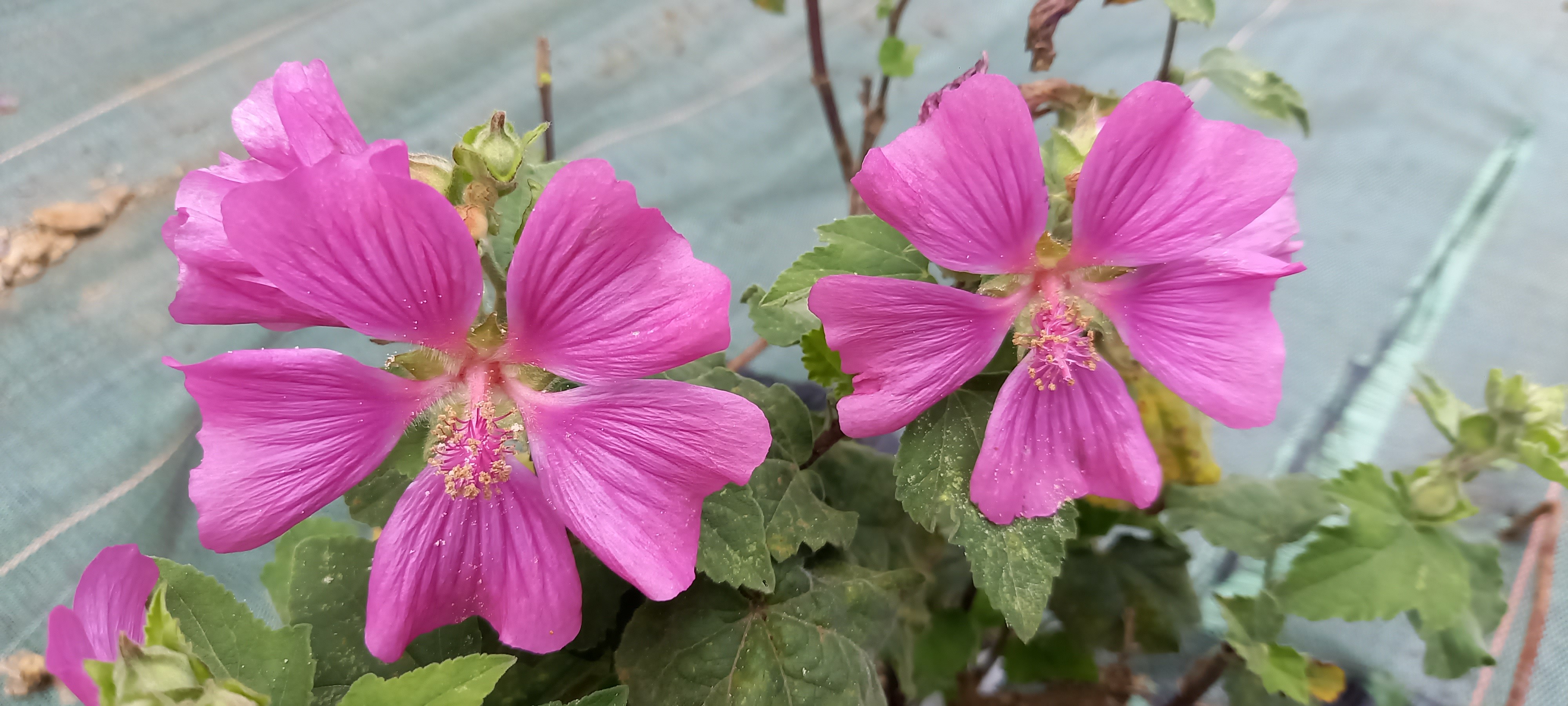 Lavatera CHAMALOW® 'Inovera'