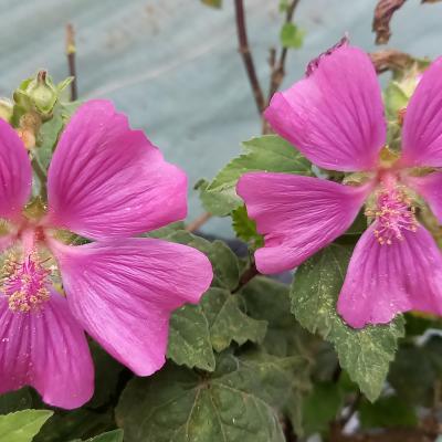 Lavatera CHAMALOW® 'Inovera'