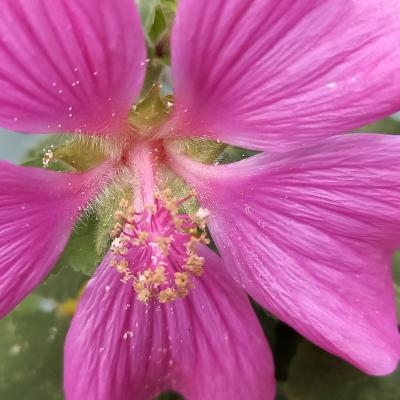 Lavatera CHAMALOW® 'Inovera'