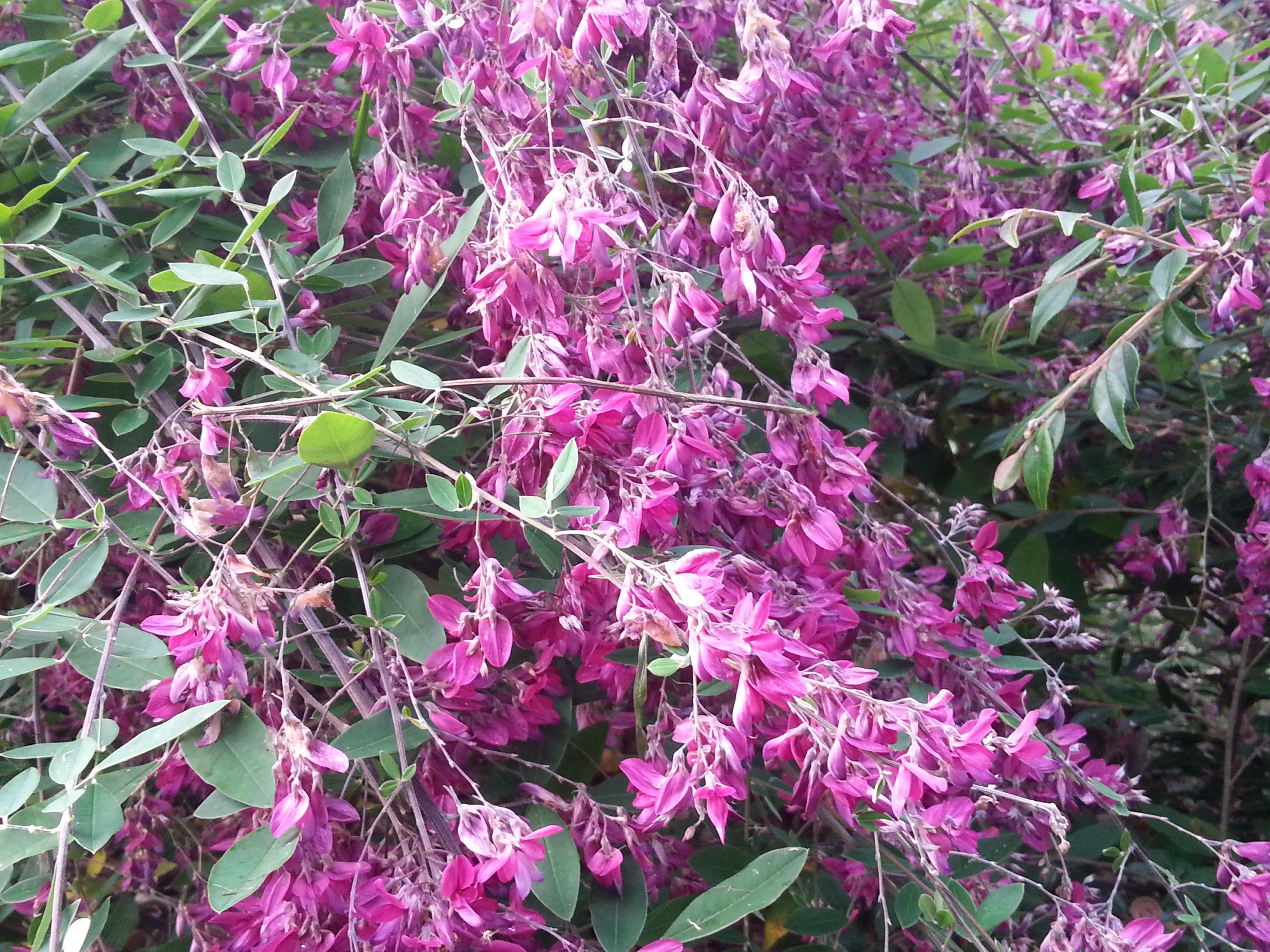 Lespedeza thunbergii