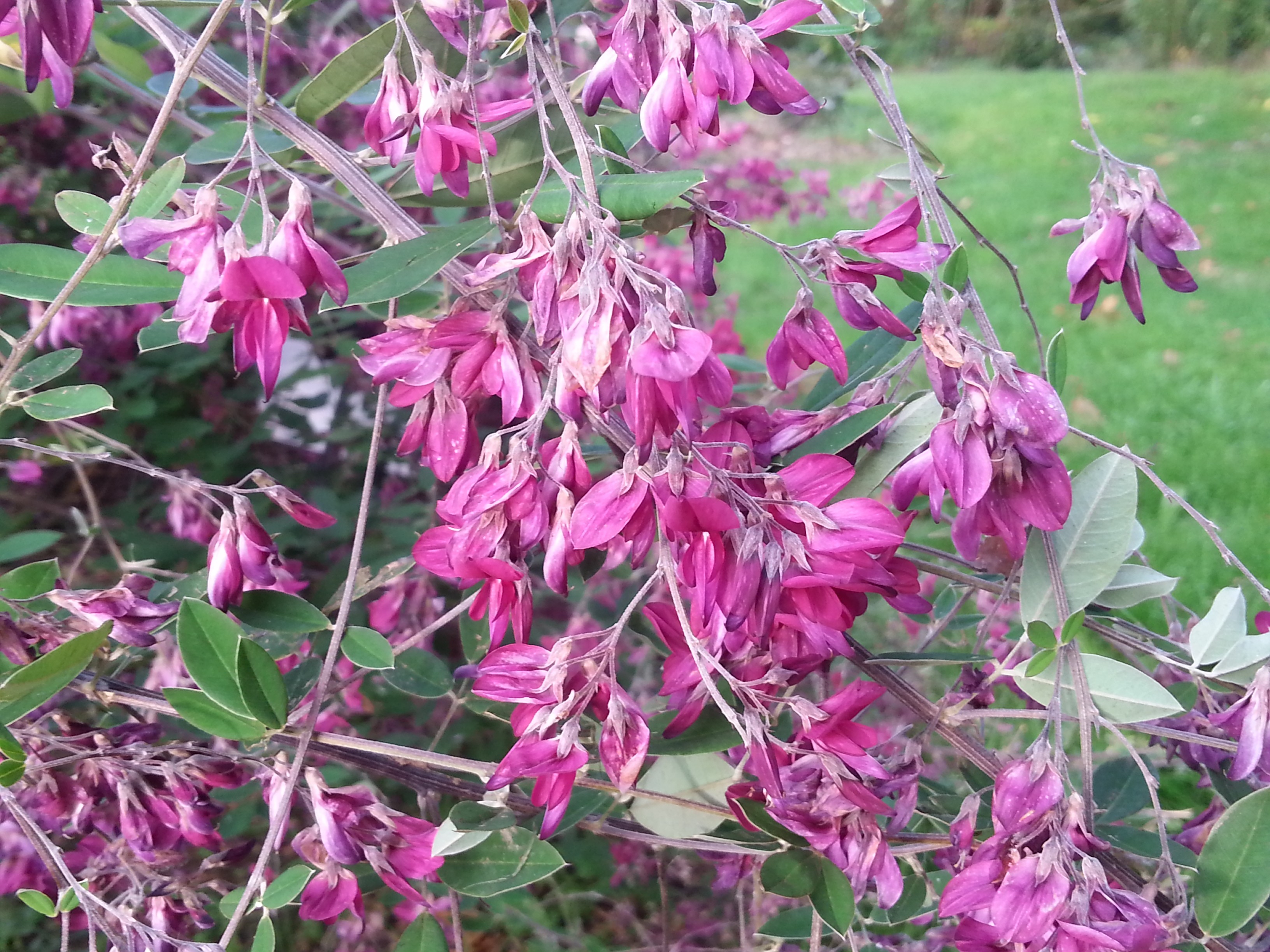 Lespedeza thunbergii