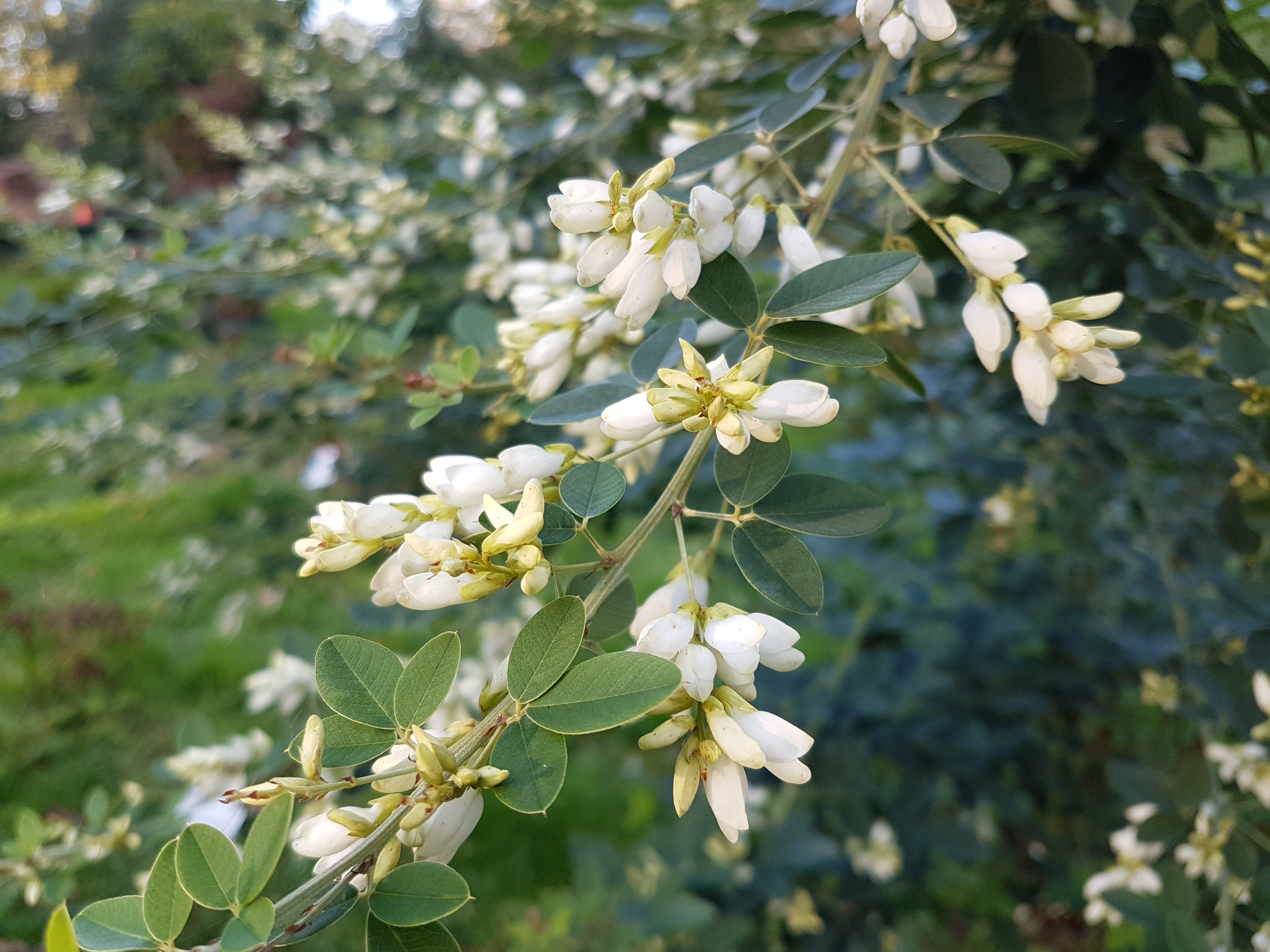 Lespedeza thunbergii 'Alba'