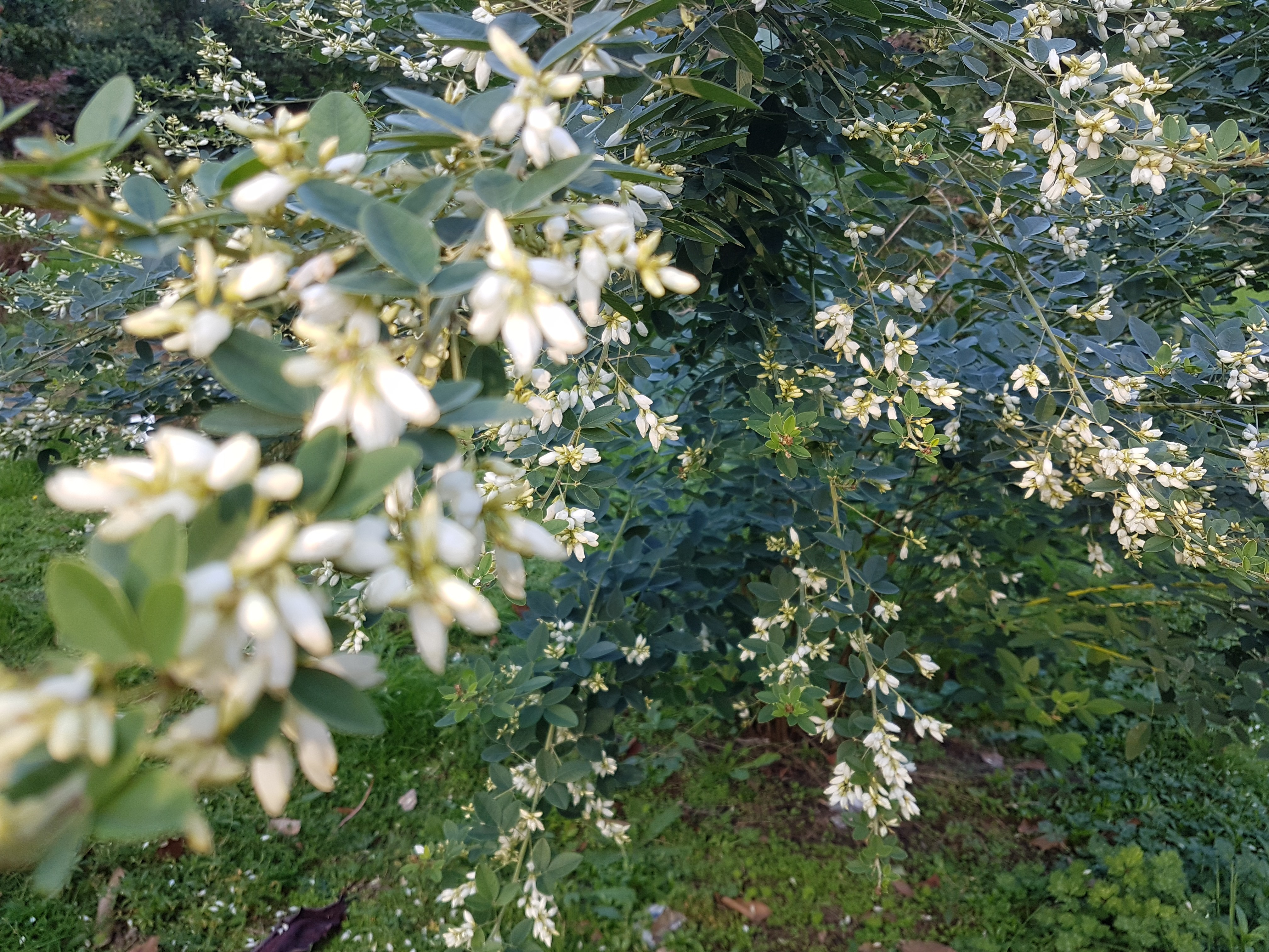 Lespedeza thunbergii 'Alba'
