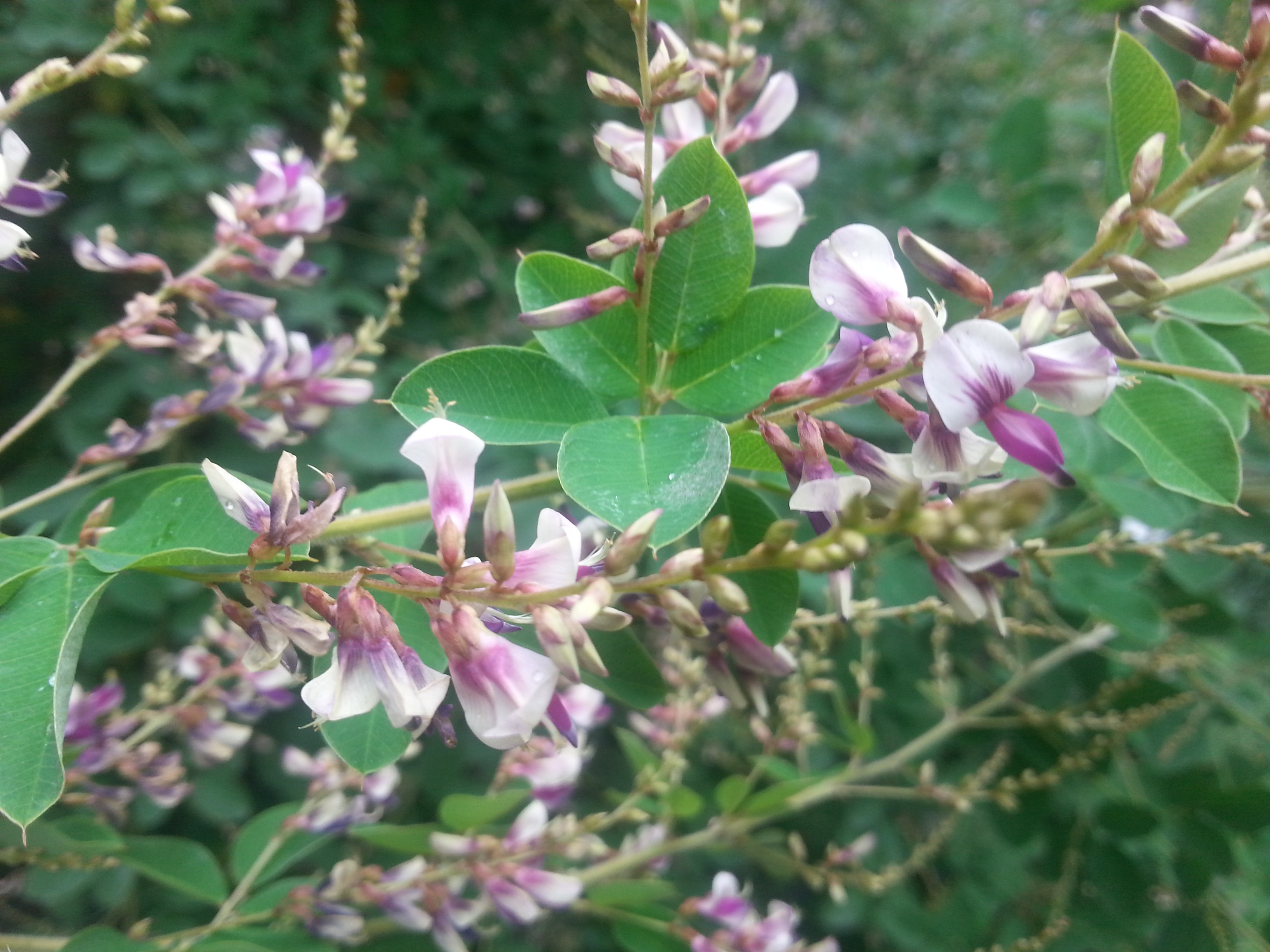 Lespedeza thunbergii 'Edo Shibori'