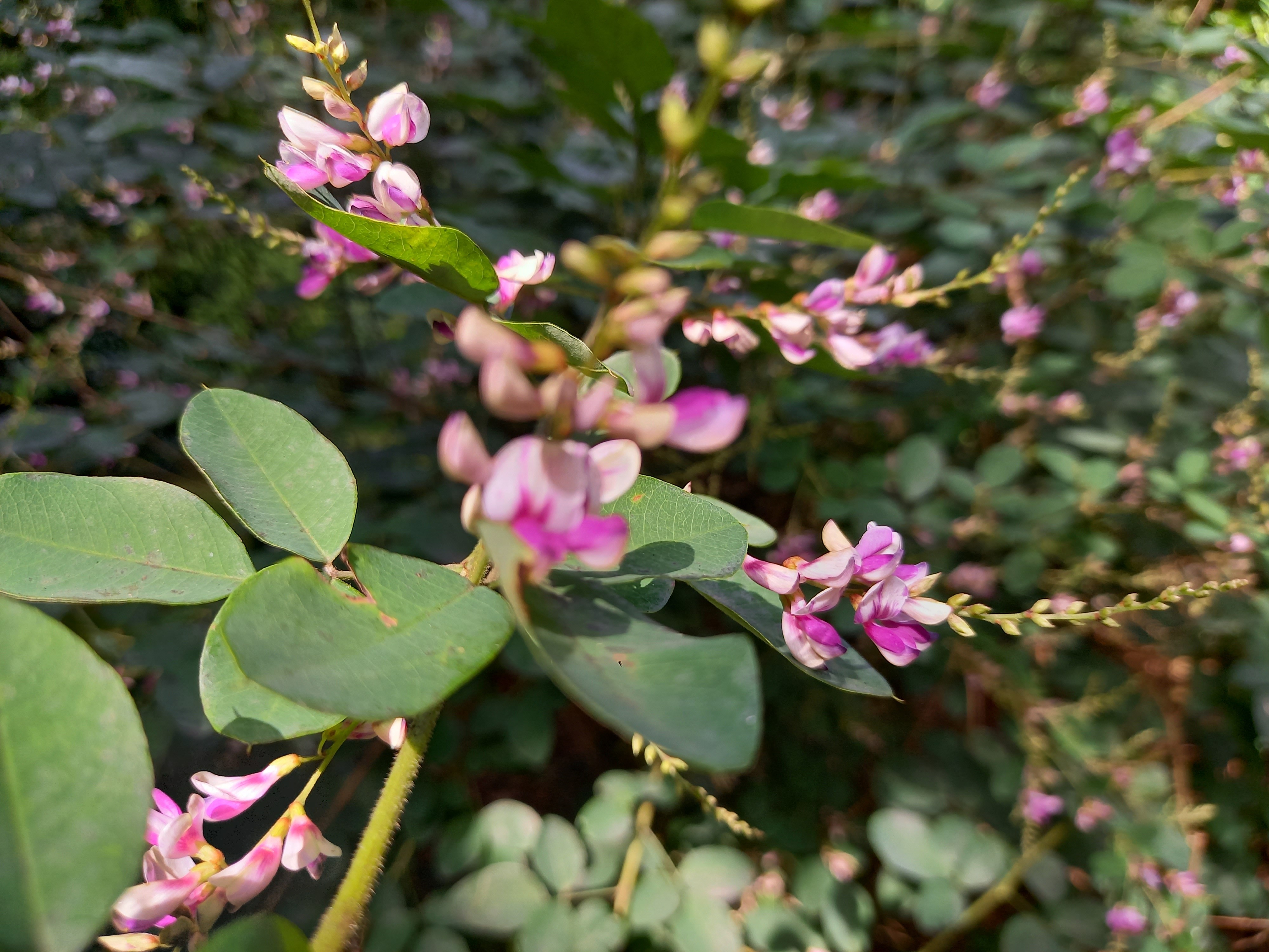 Lespedeza thunbergii 'Edo Shibori'
