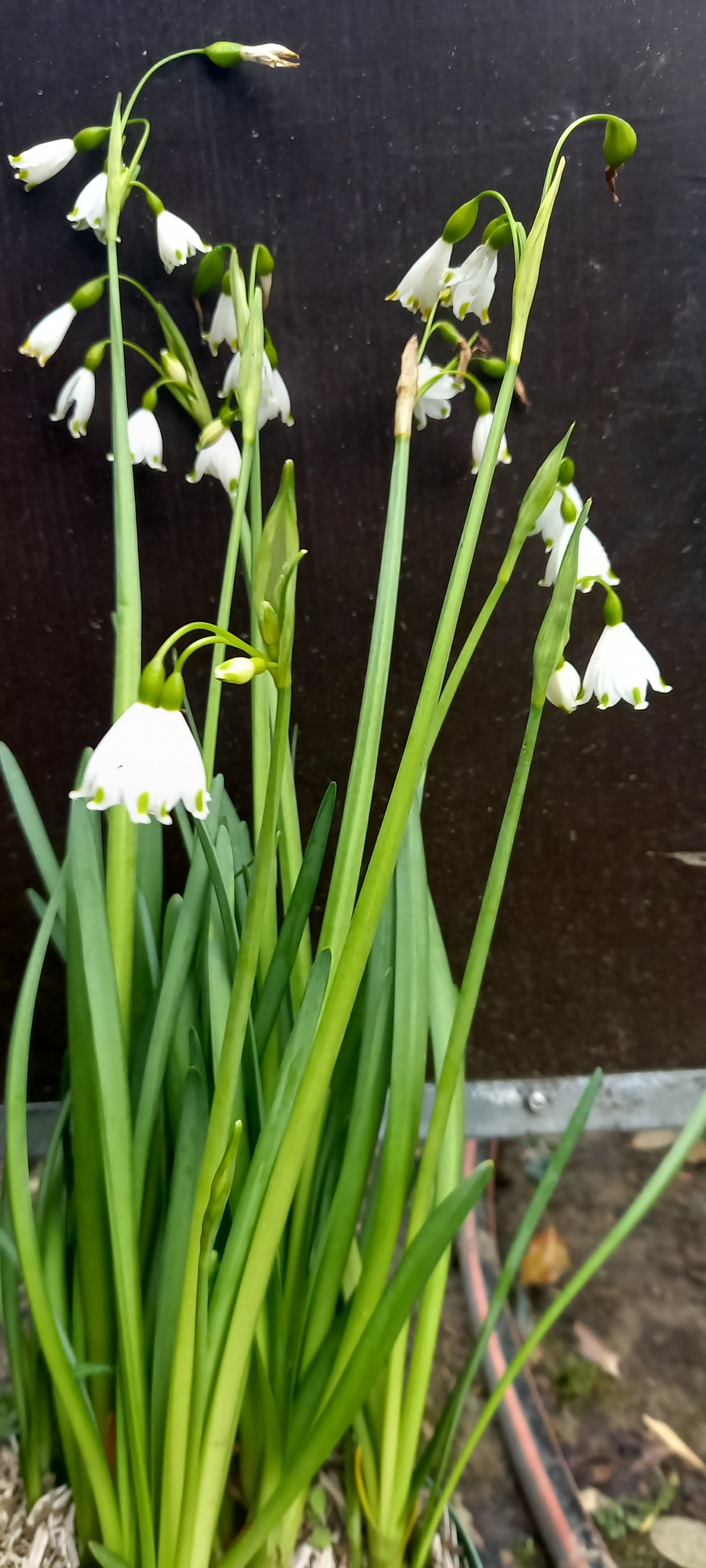 Leucojum aestivum 'Gravetye Giant'