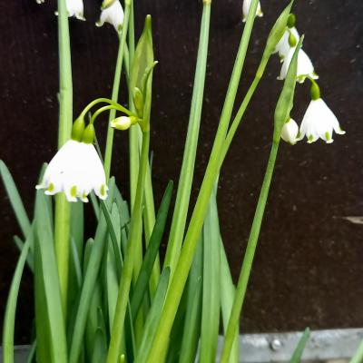 Leucojum aestivum 'Gravetye Giant'