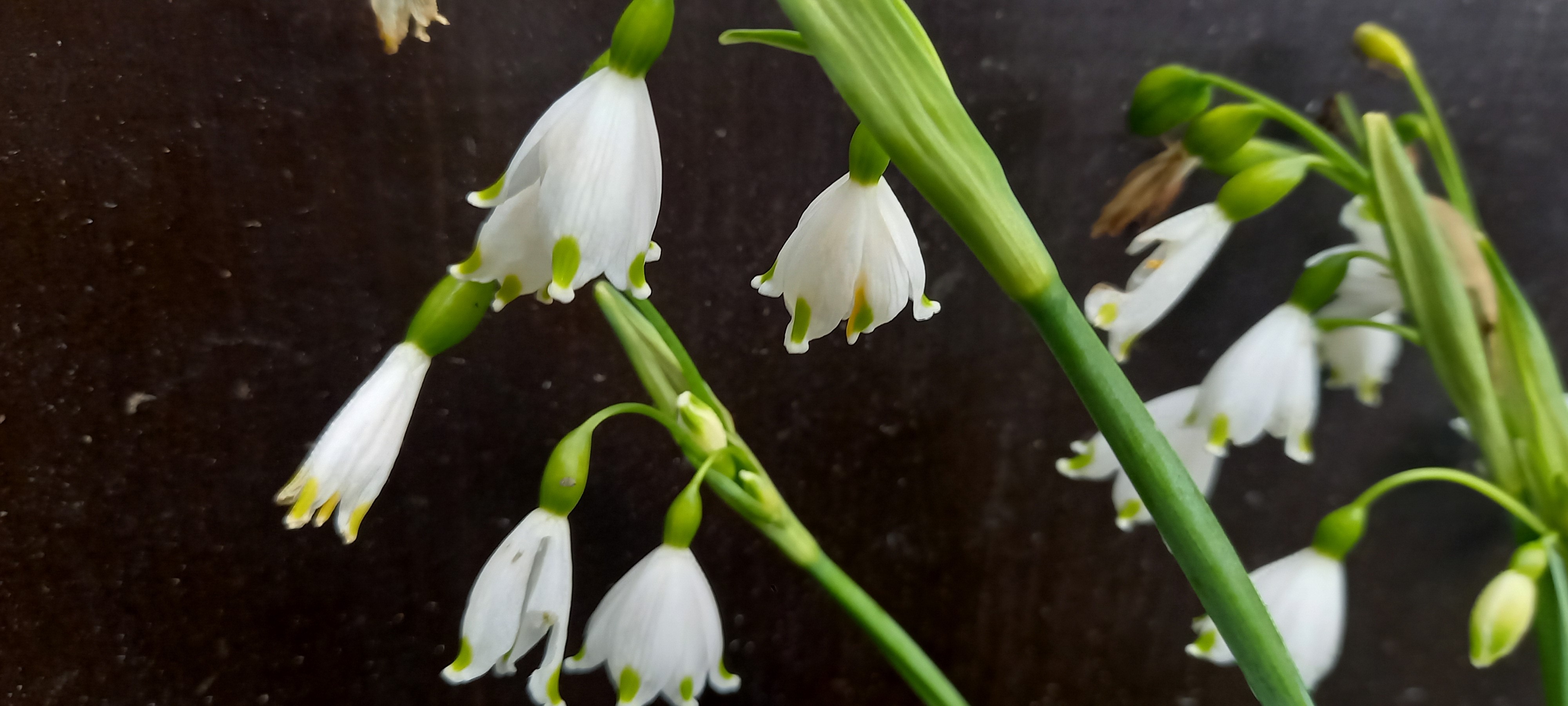 Leucojum aestivum 'Gravetye Giant'