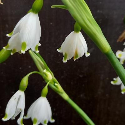 Leucojum aestivum 'Gravetye Giant'