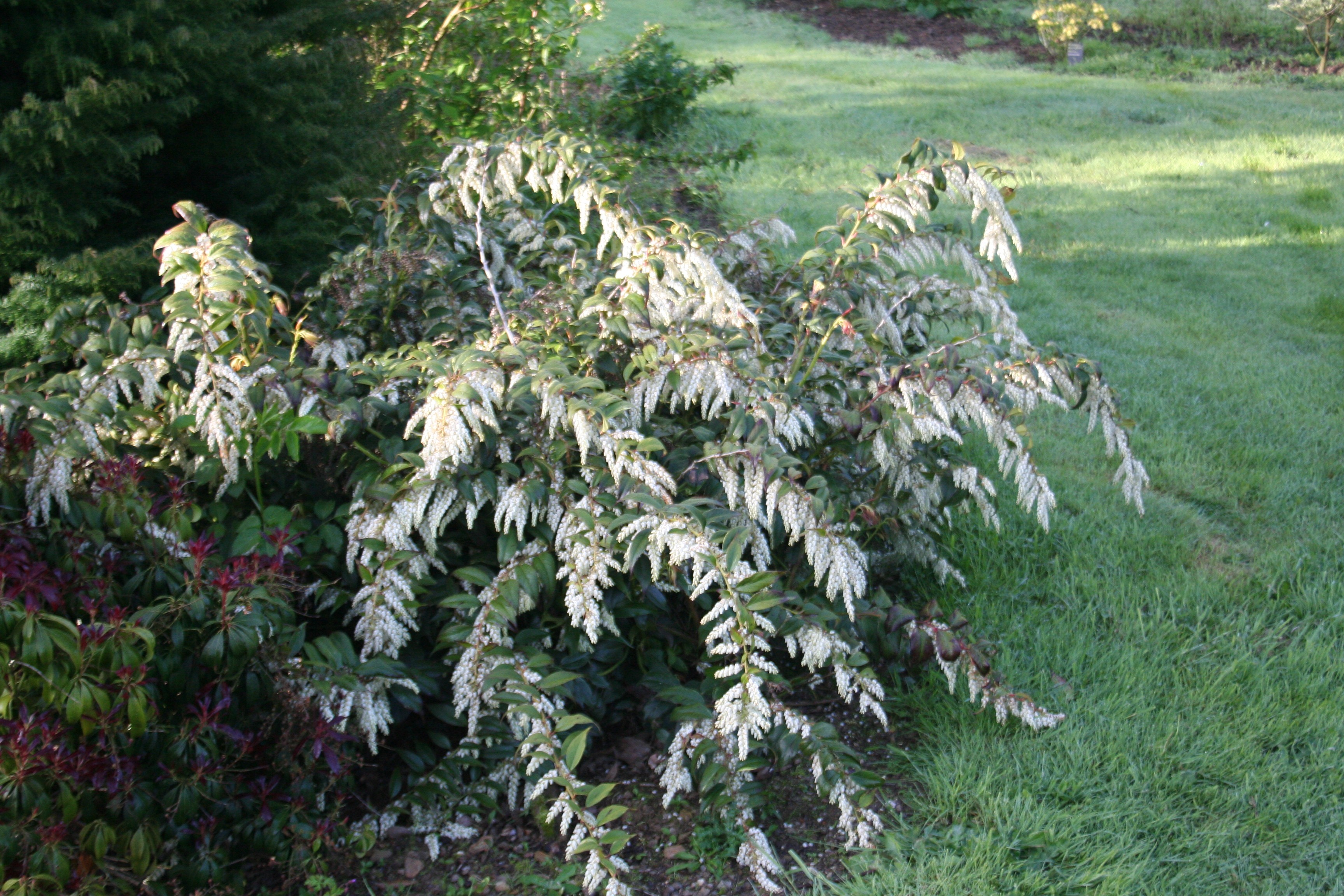Leucothoe fontanesiana 'Rainbow'
