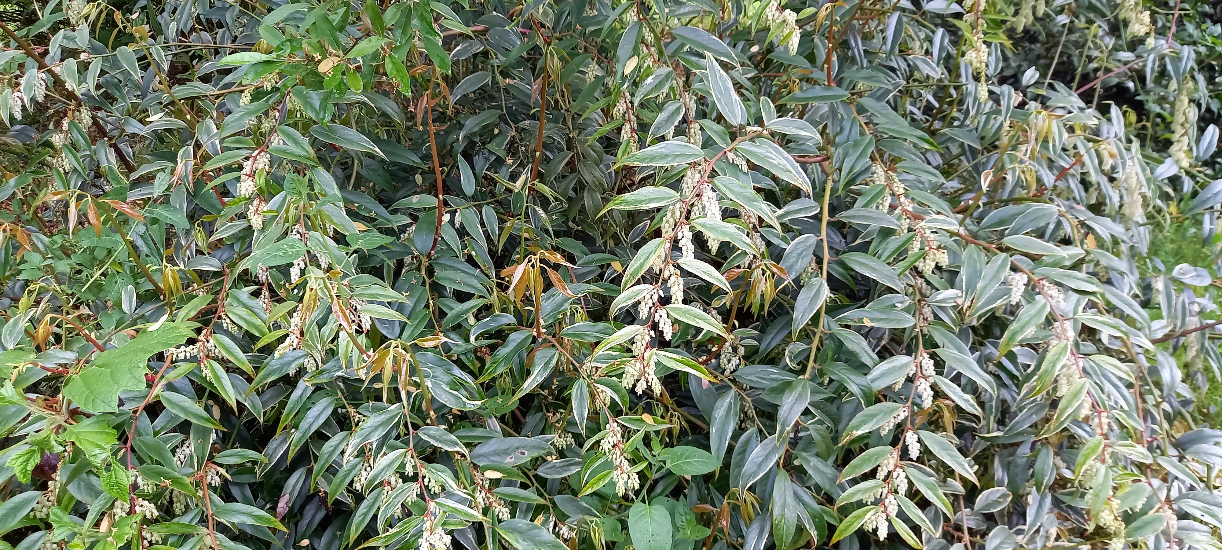 Leucothoe fontanesiana 'Whitewater'® 'Howw'