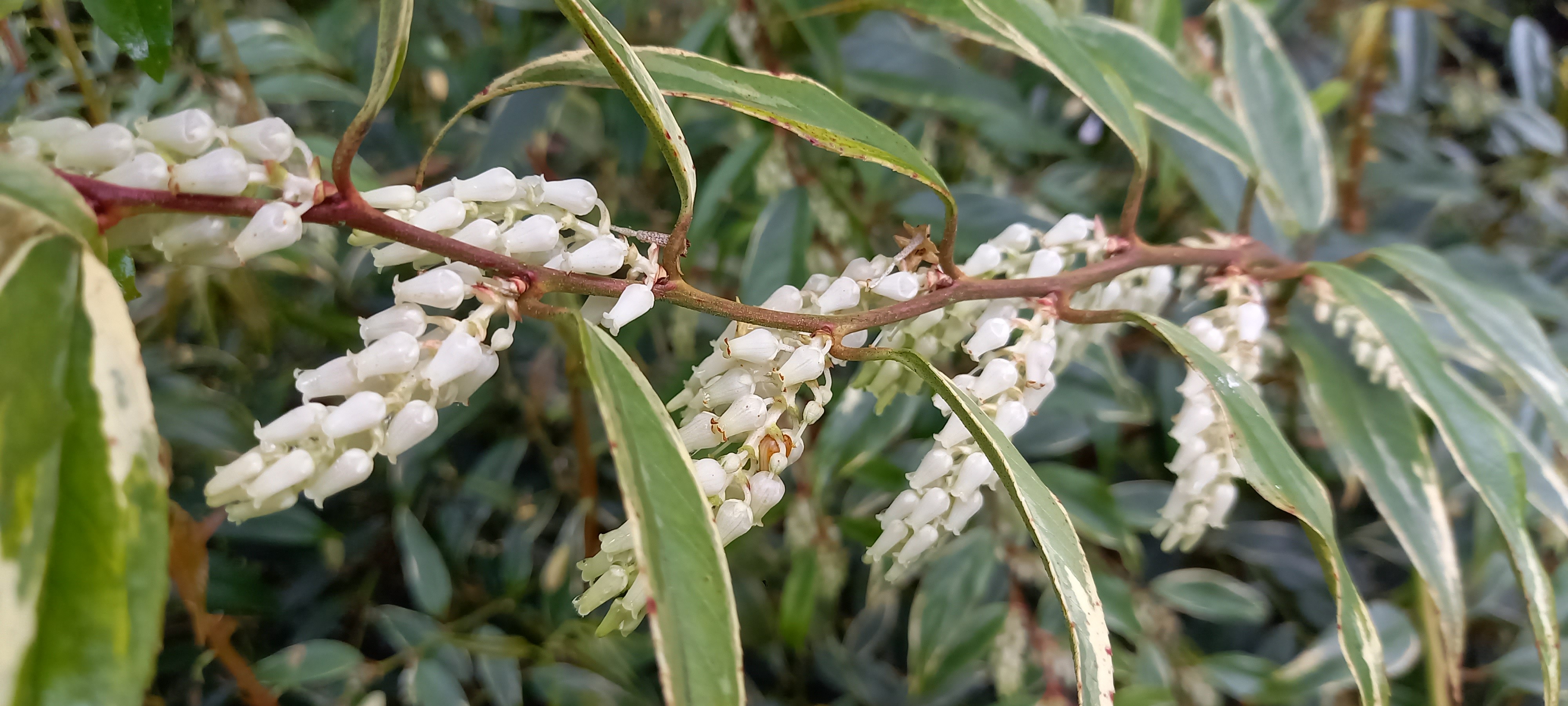 Leucothoe fontanesiana 'Whitewater'® 'Howw'