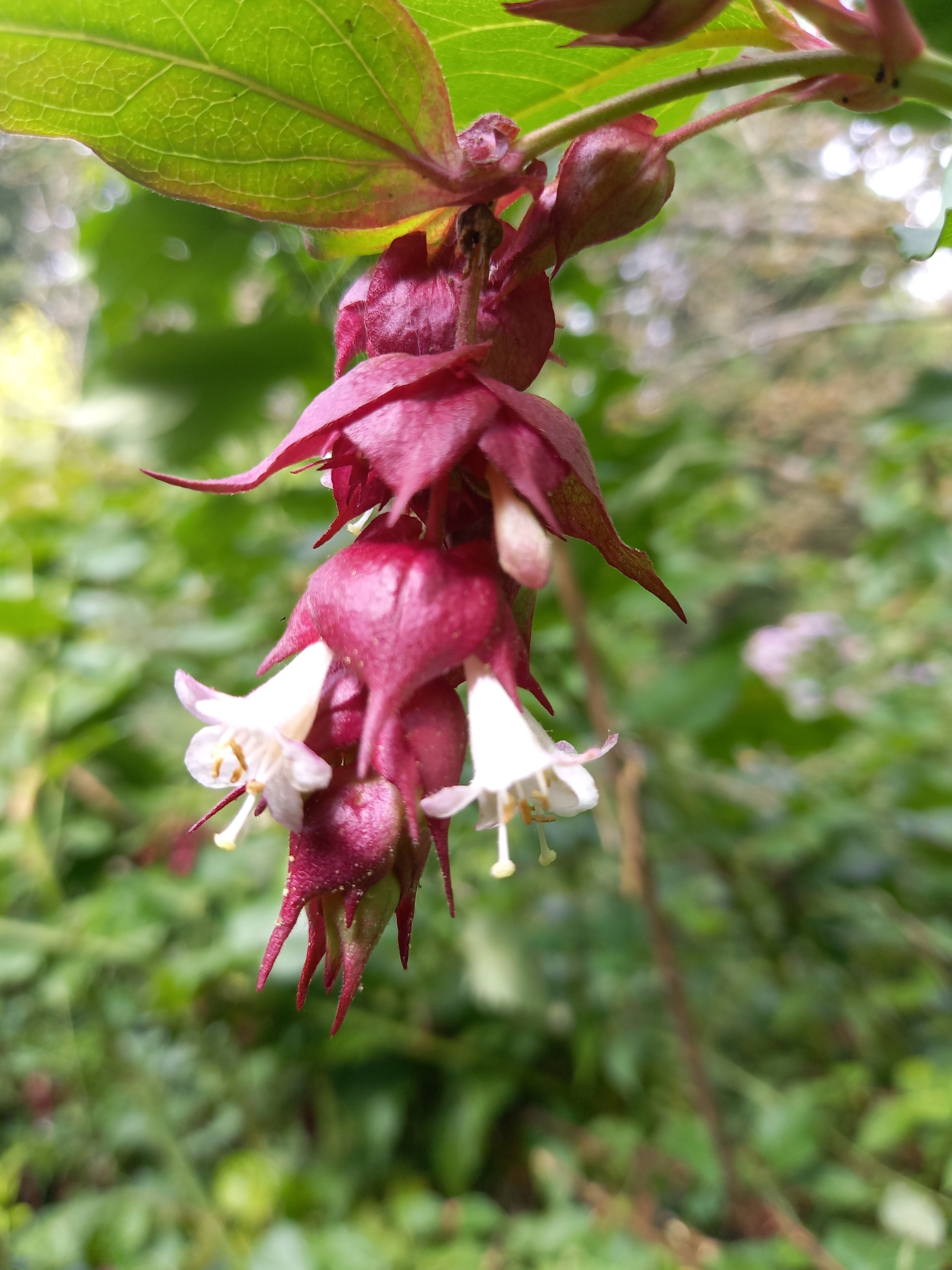 Leycesteria formosa 'Purple Rain'