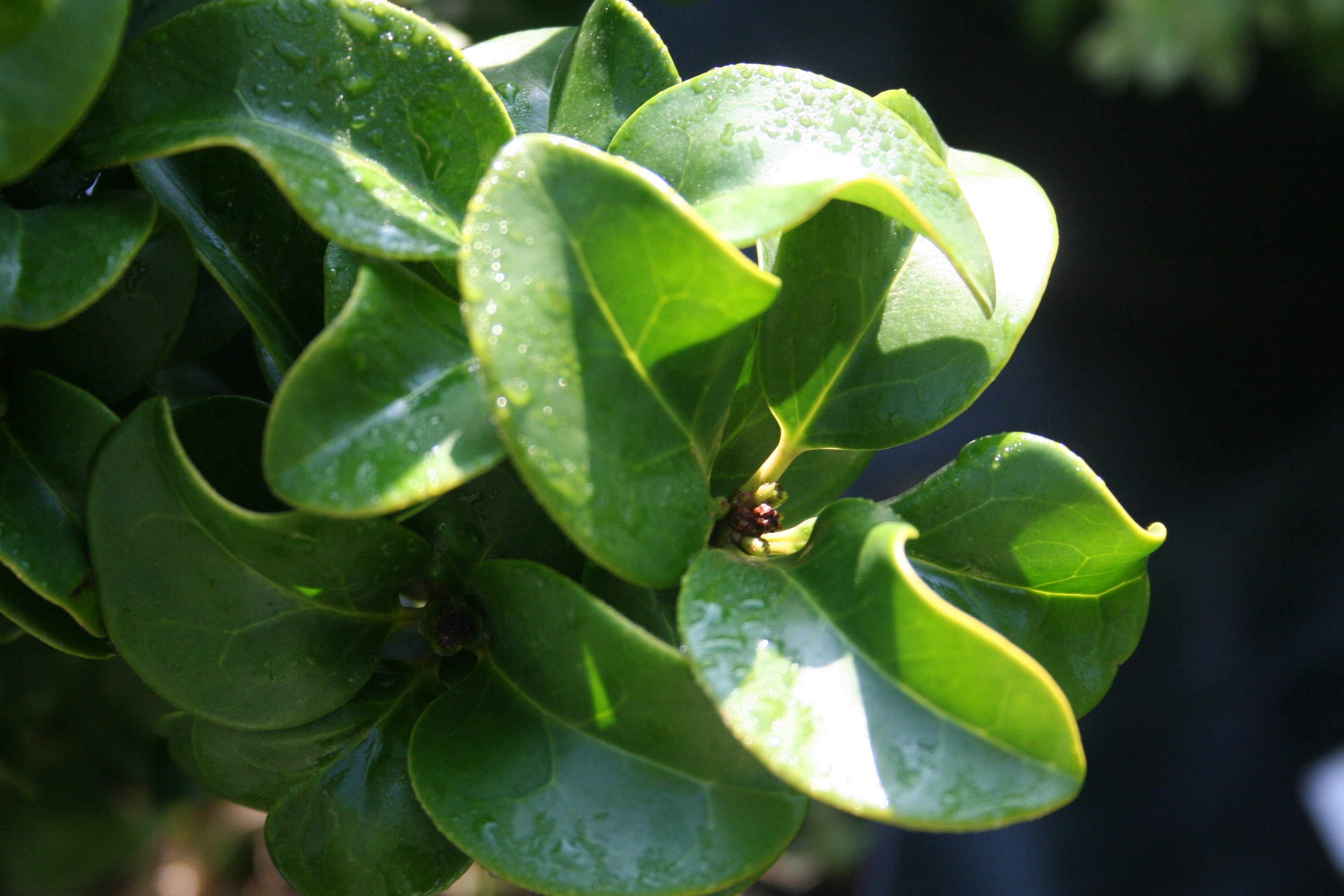 Ligustrum japonicum 'Coriaceum'