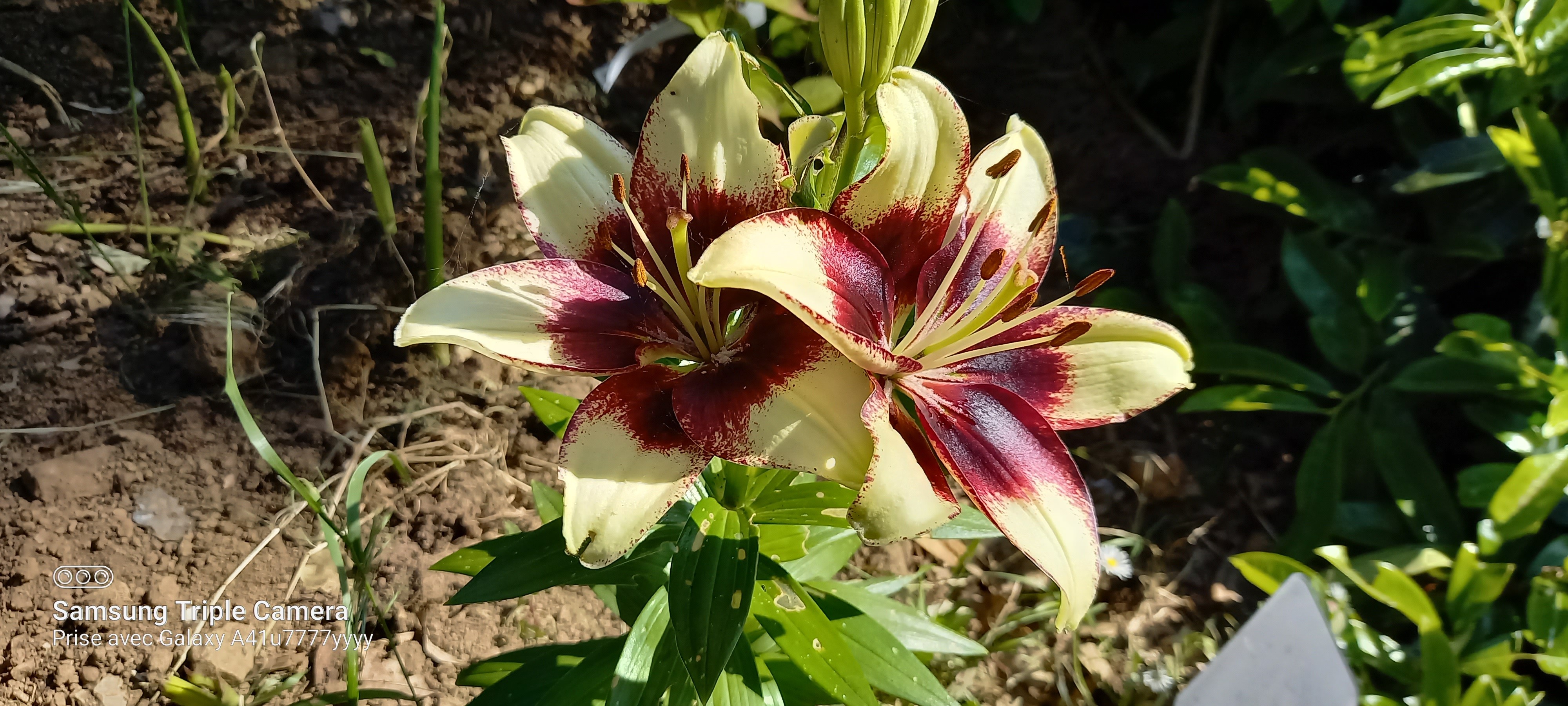 Lilium 'Curitiba'