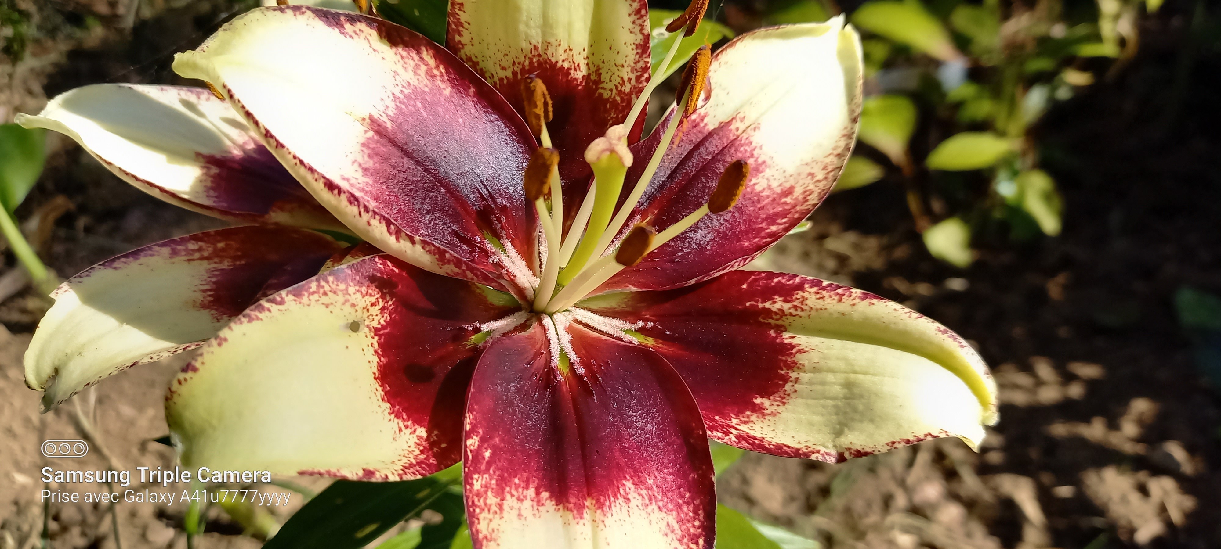 Lilium 'Curitiba'