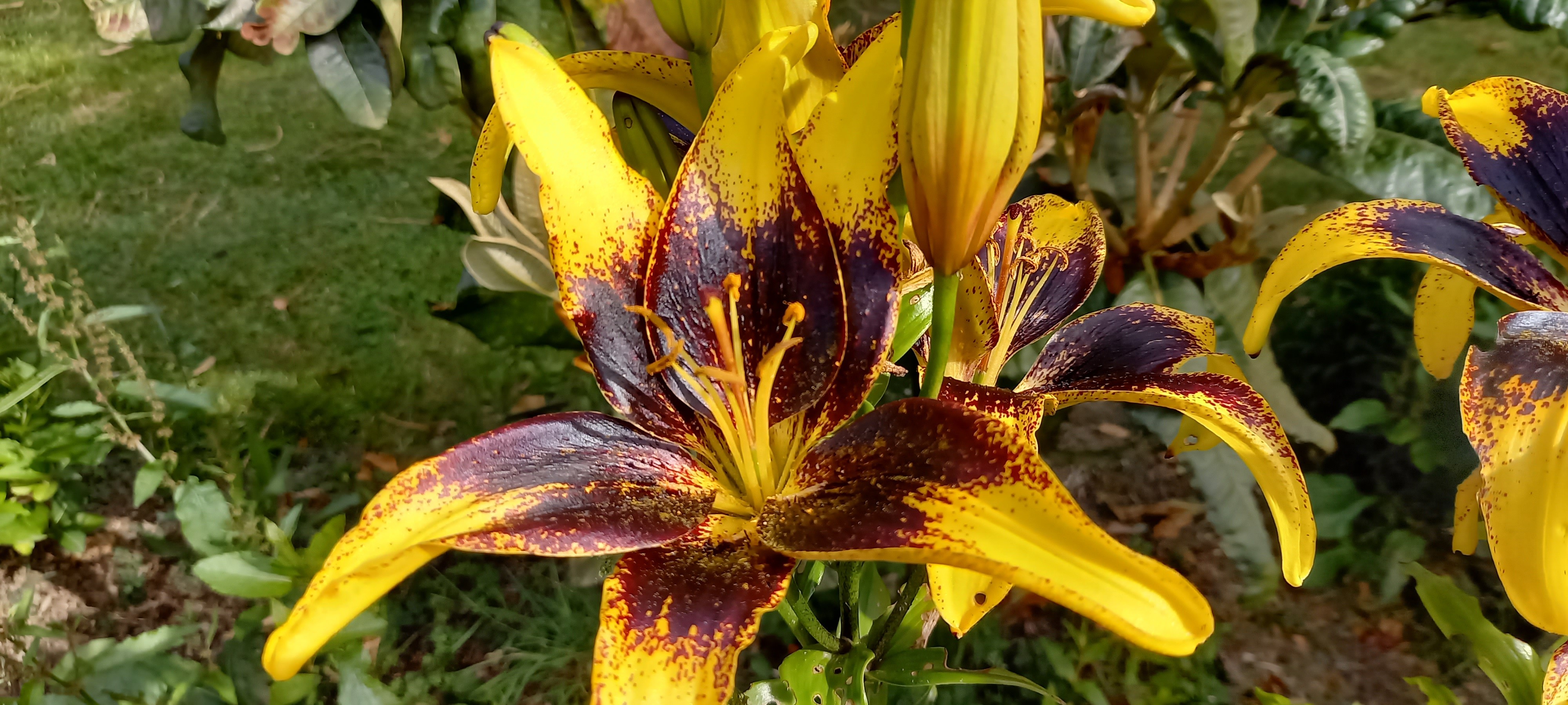 Lilium 'Tango Lion Heart'