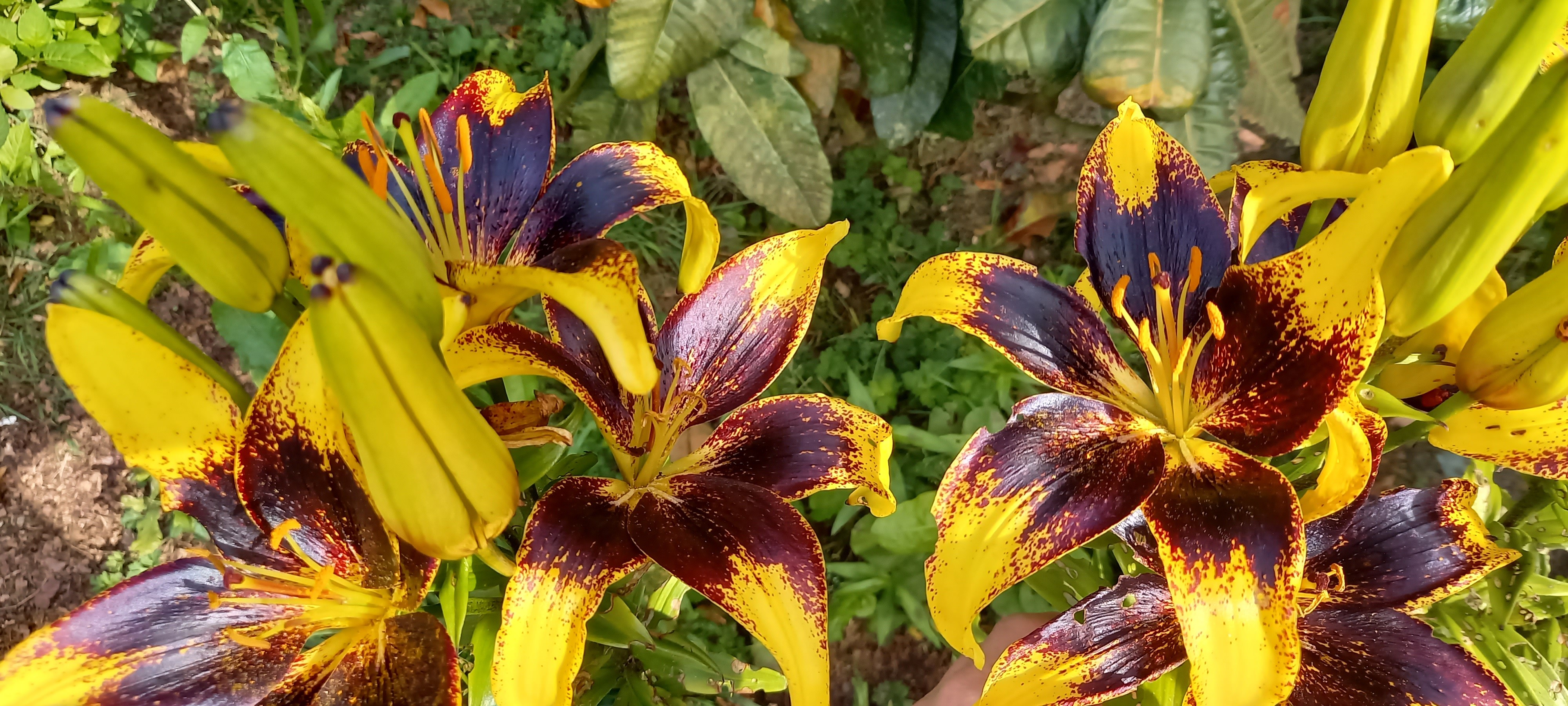 Lilium 'Tango Lion Heart'