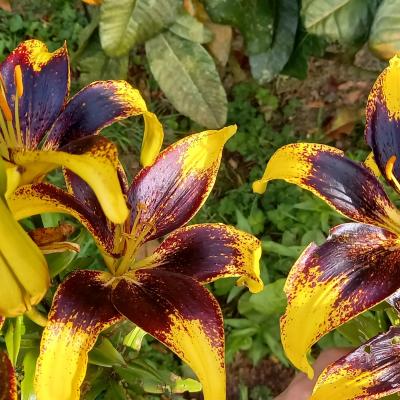 Lilium 'Tango Lion Heart'