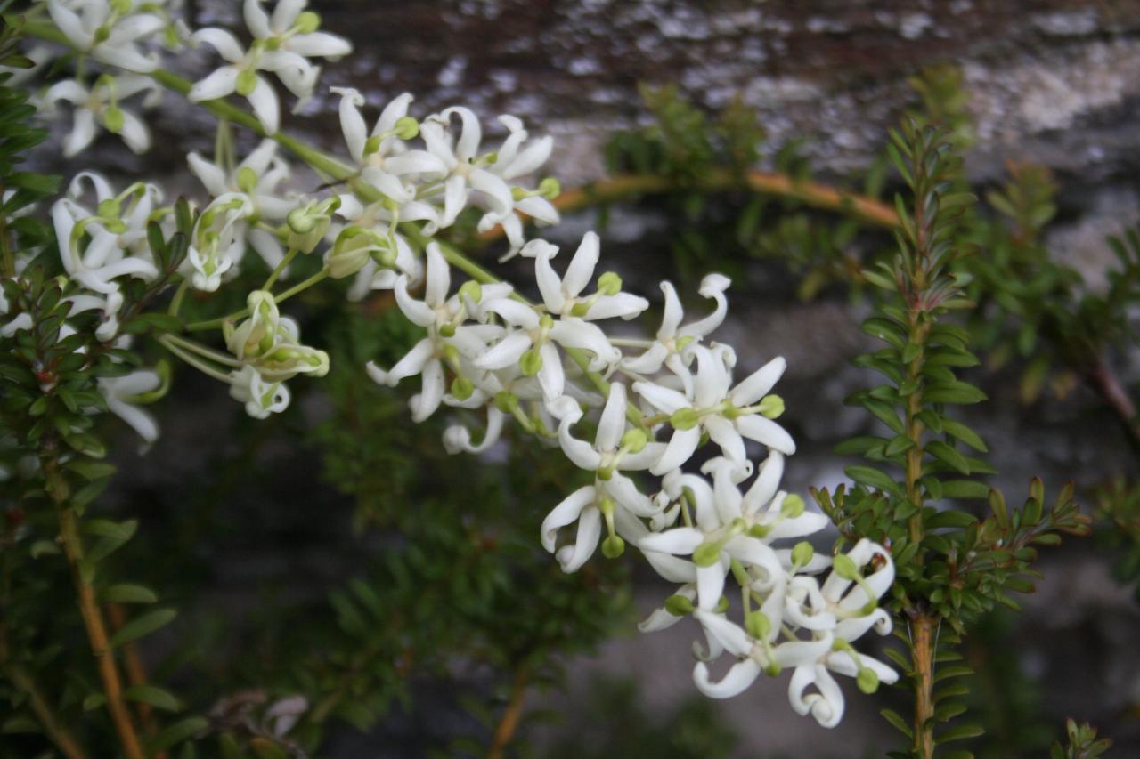 Lomatia tinctoria