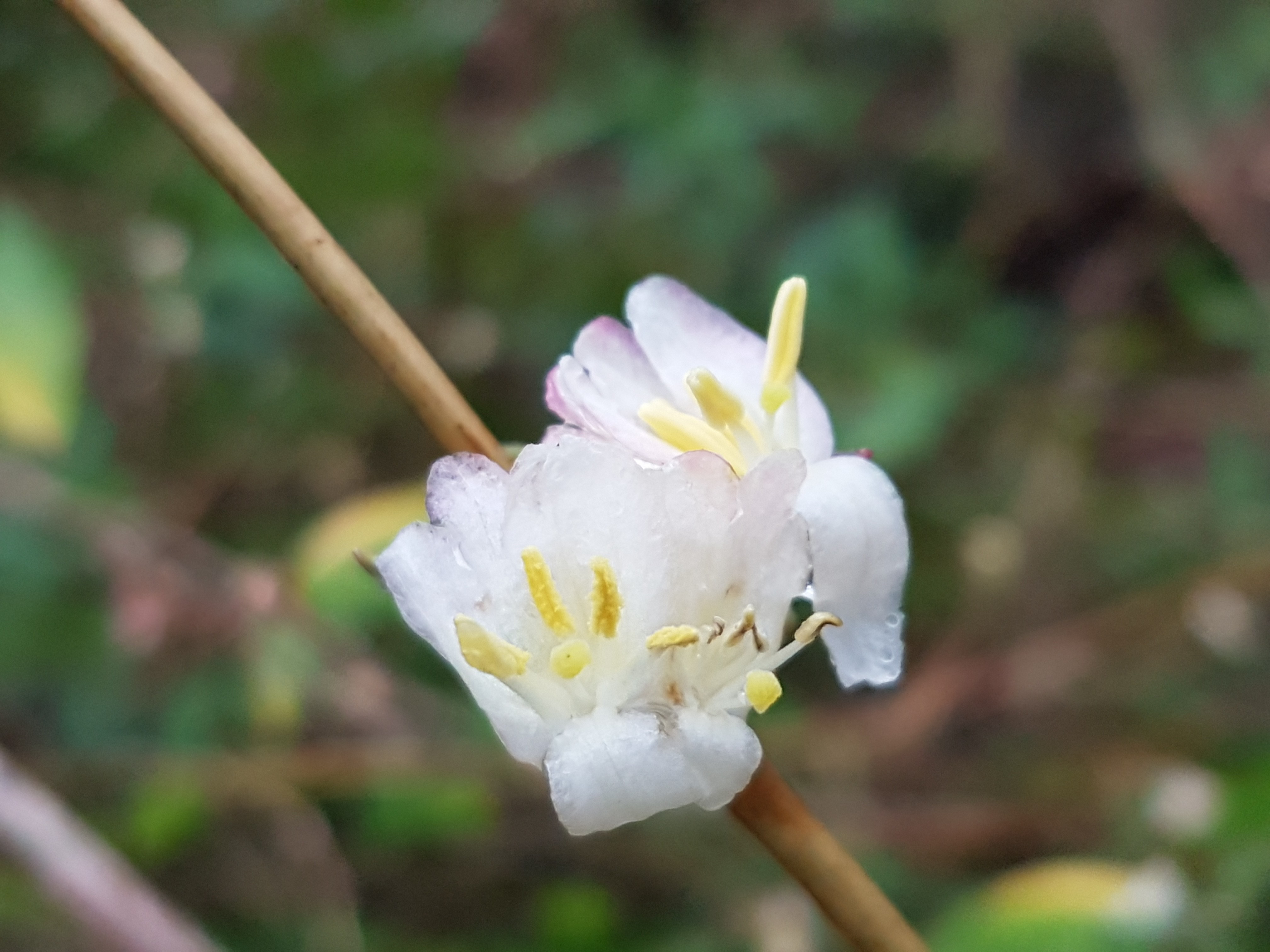 Lonicera fragrantissima