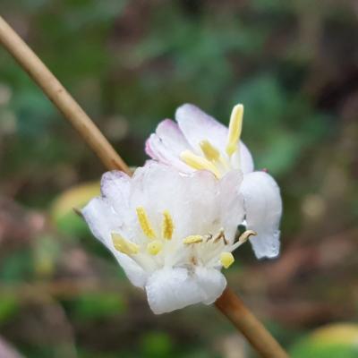 Lonicera fragrantissima