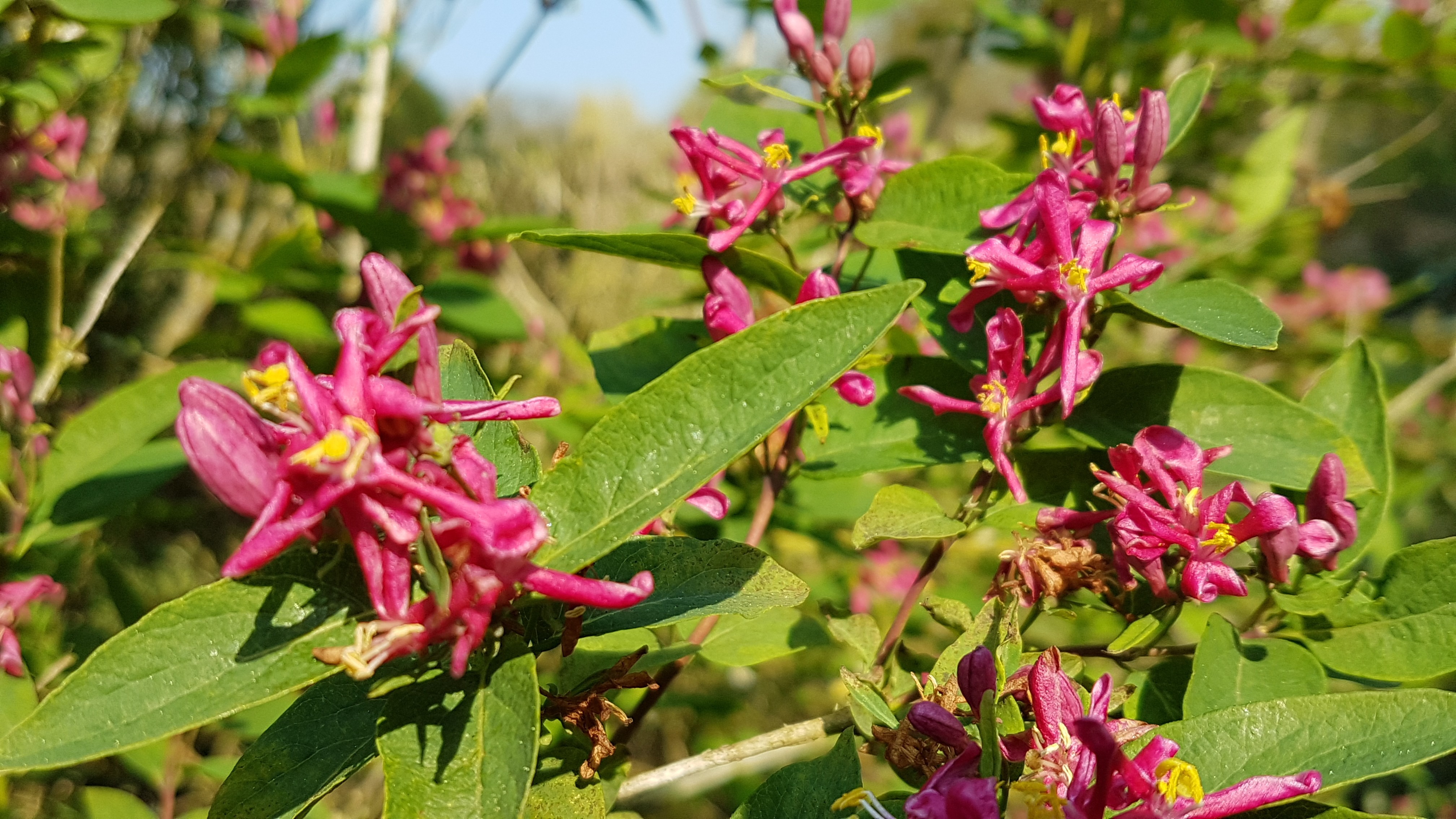 Lonicera tatarica 'Hack's Red'