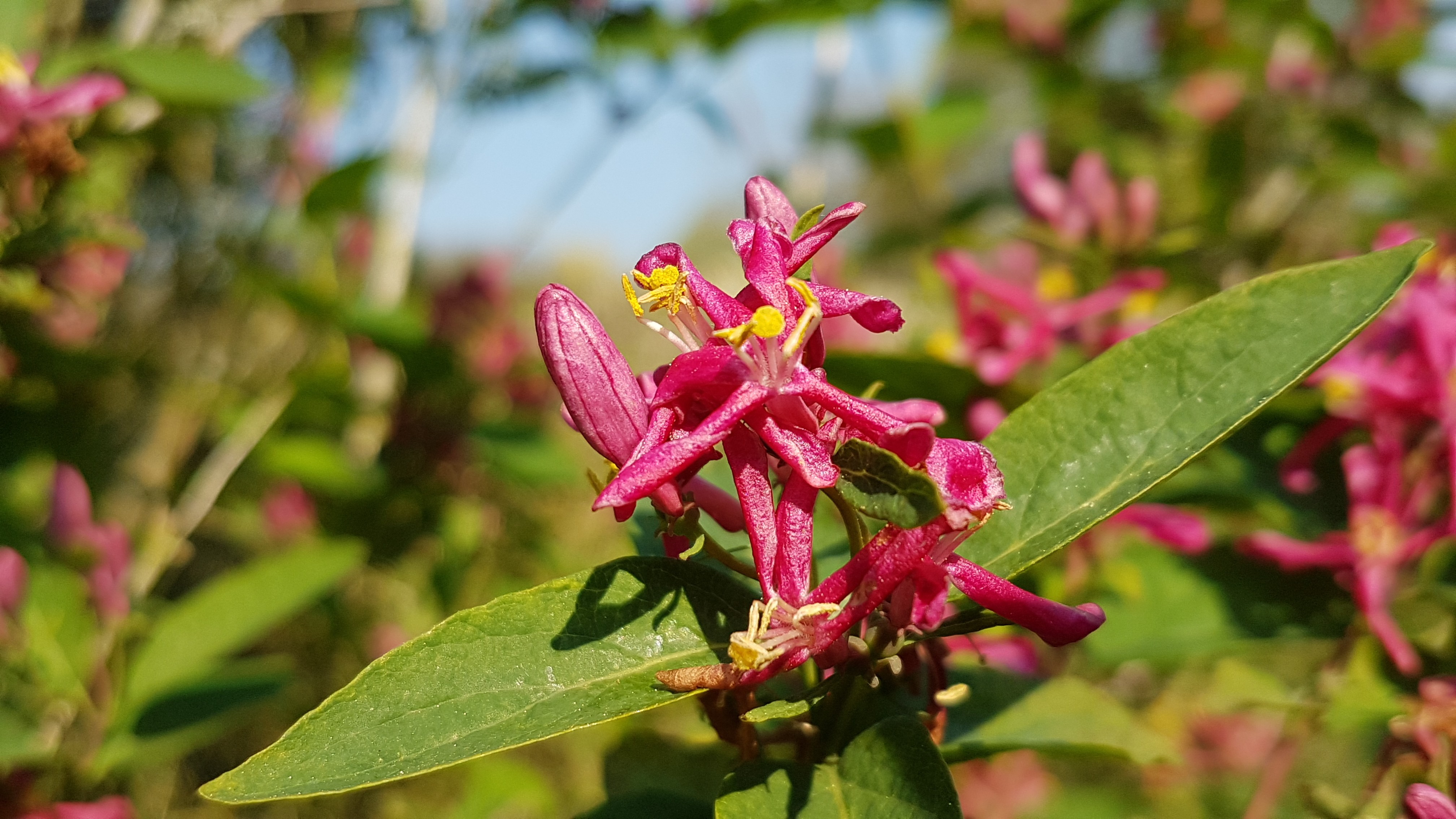 Lonicera tatarica 'Hack's Red'