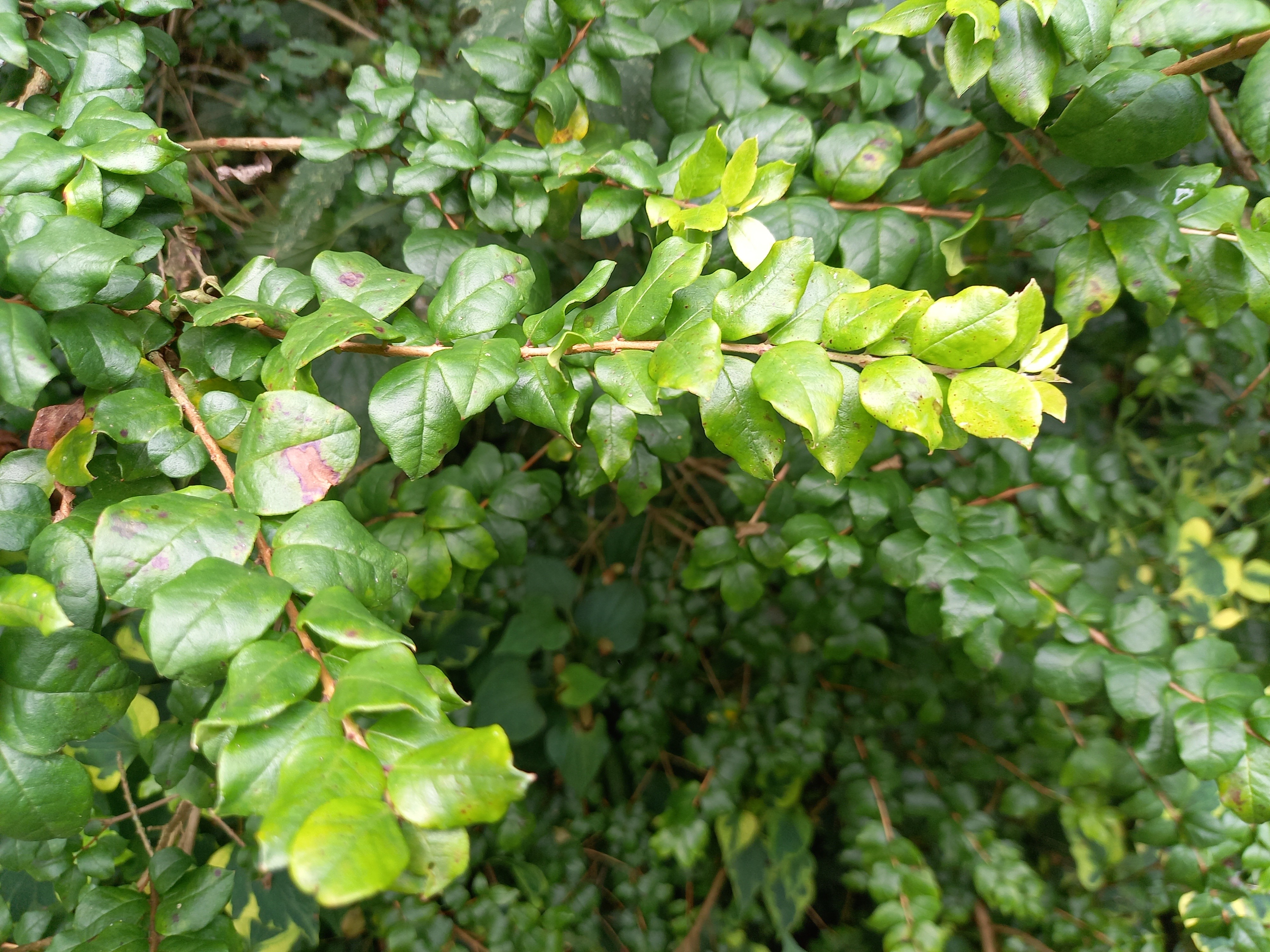 Luma apiculata