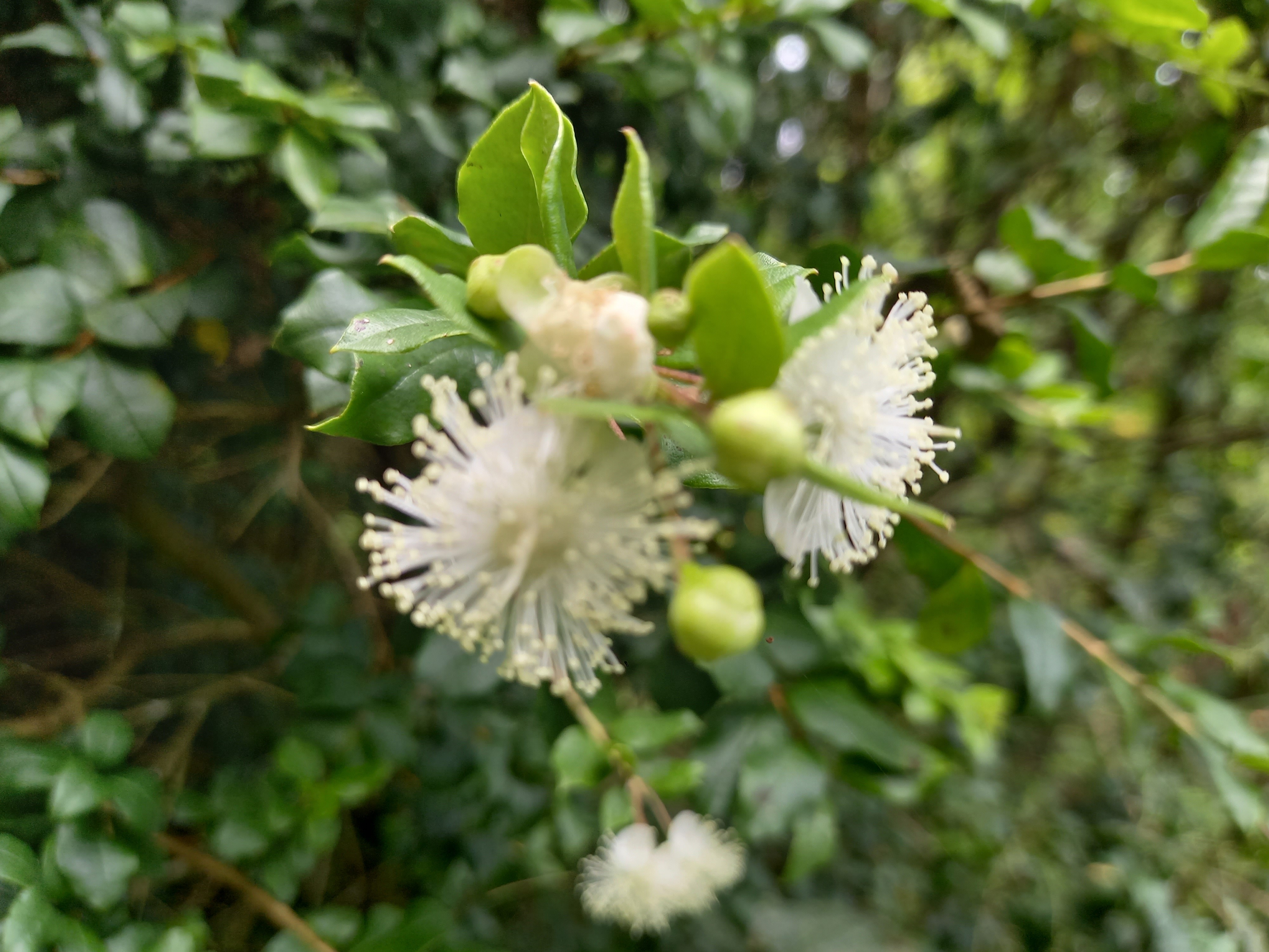 Luma apiculata