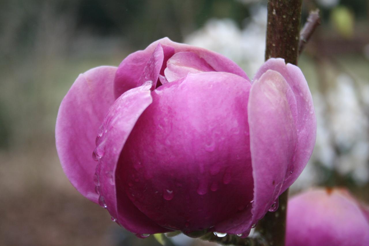 Magnolia BLACK TULIP® 'Jurmag1'-4-