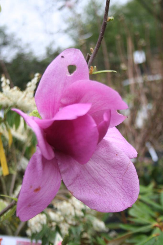 Magnolia 'Cleopatra'®