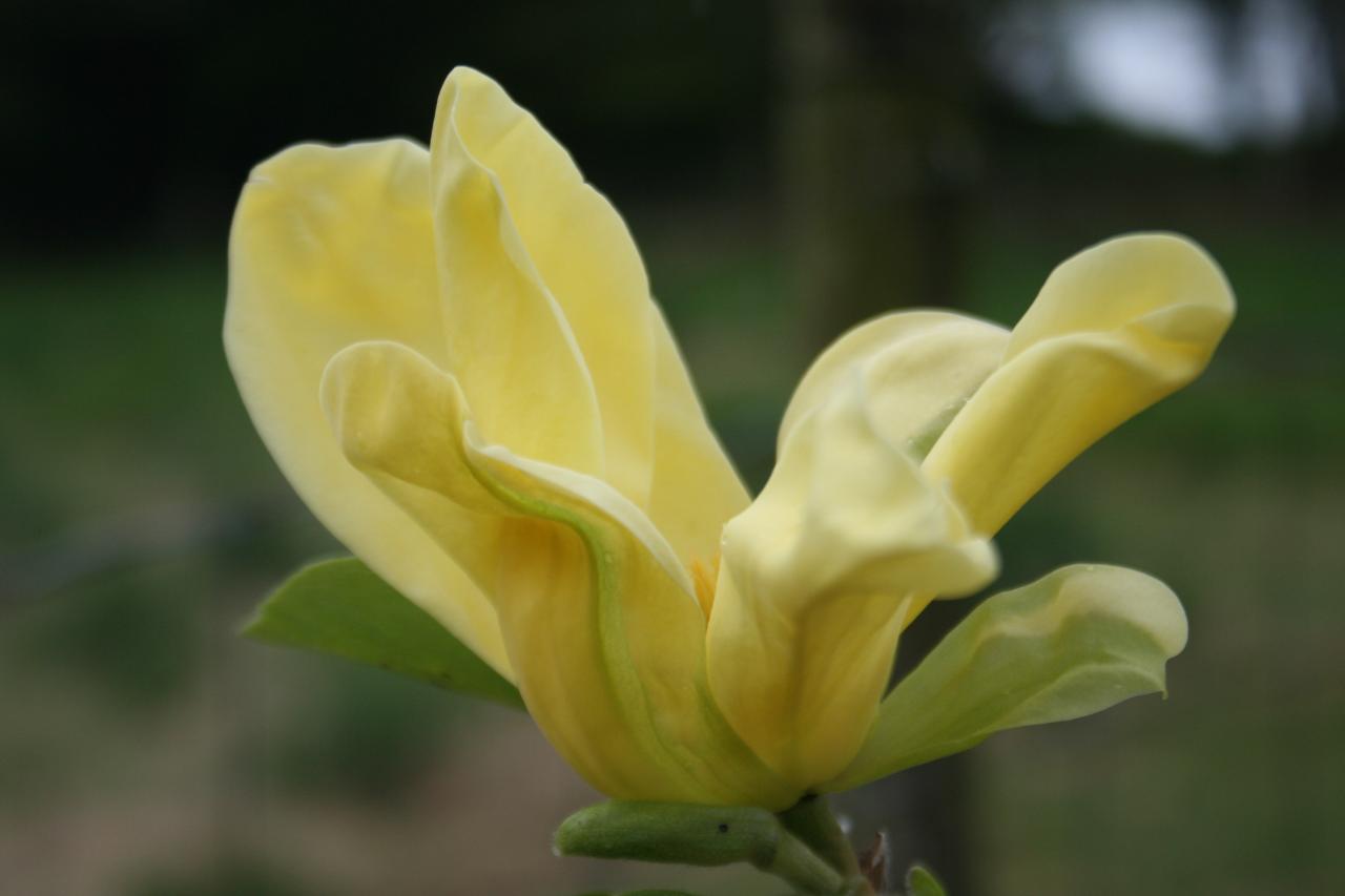 Magnolia 'Daphne'-4-