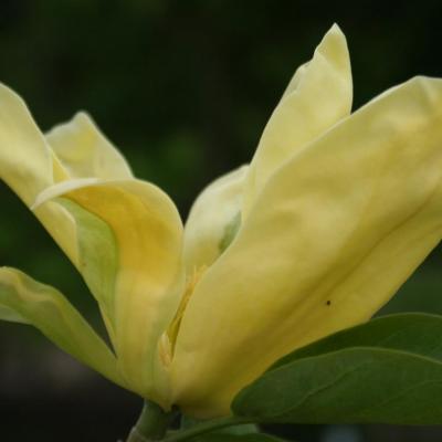 Magnolia 'Daphne'-5-