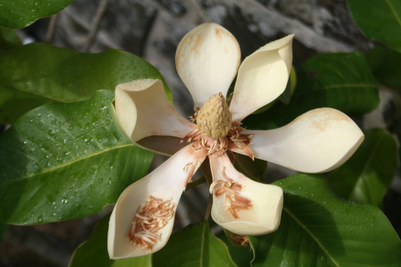 Magnolia delavayi