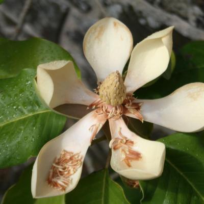 Magnolia delavayi-3-