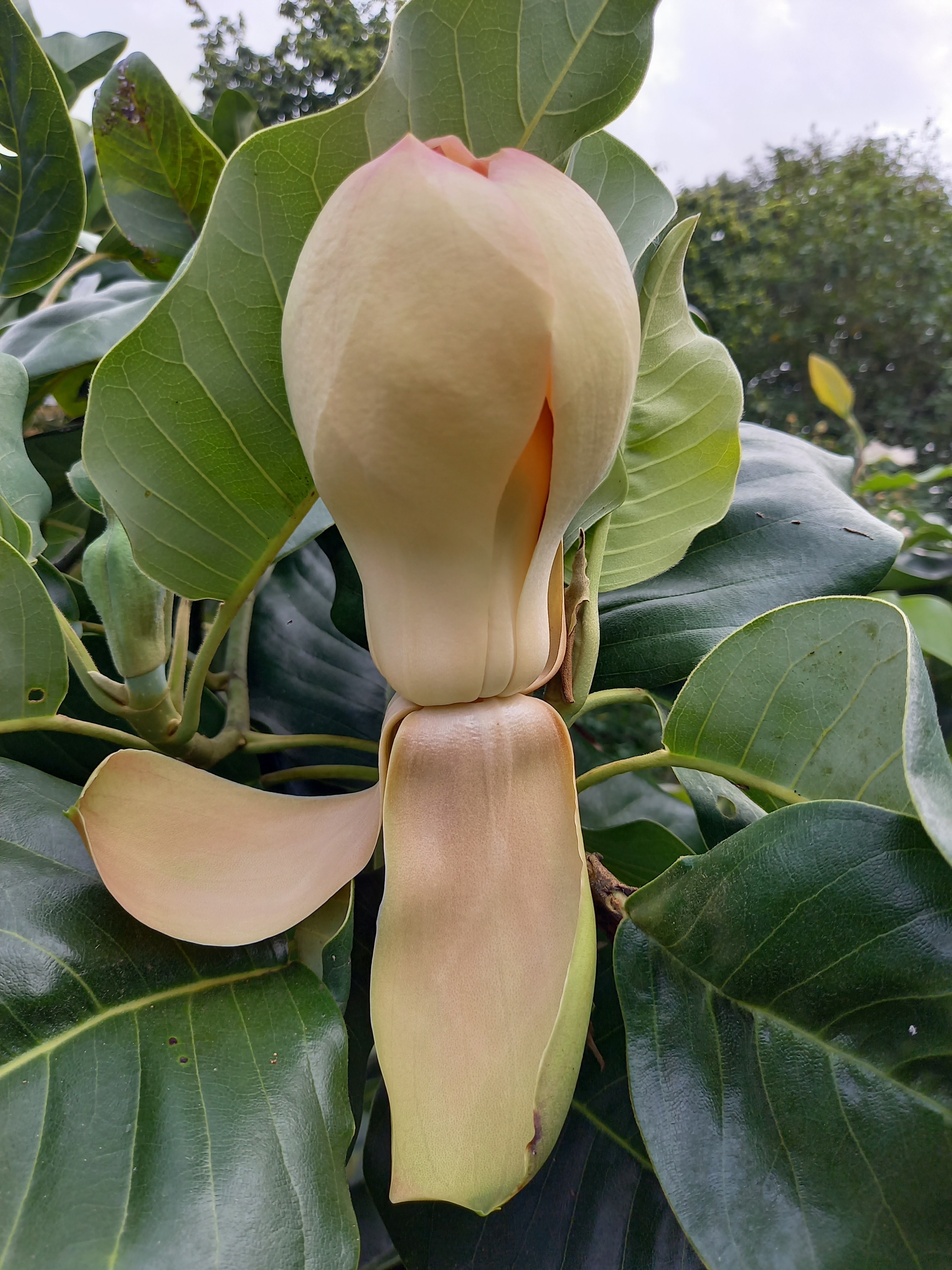 Magnolia delavayi