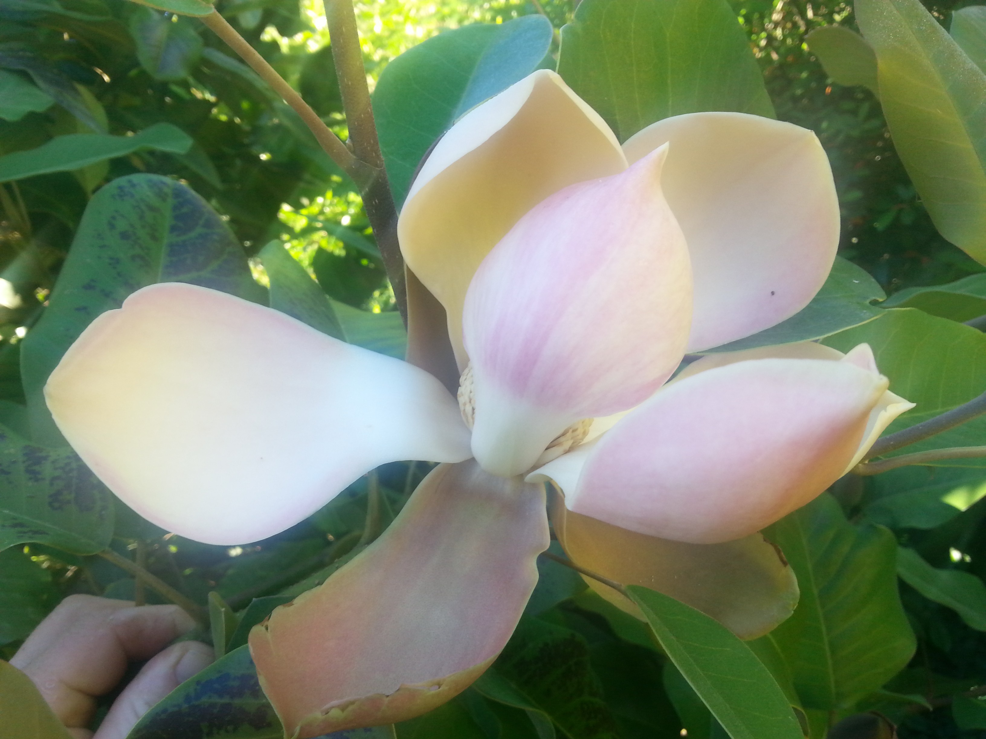 Magnolia delavayi 'Rubra'