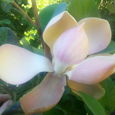 Magnolia delavayi 'Rubra'