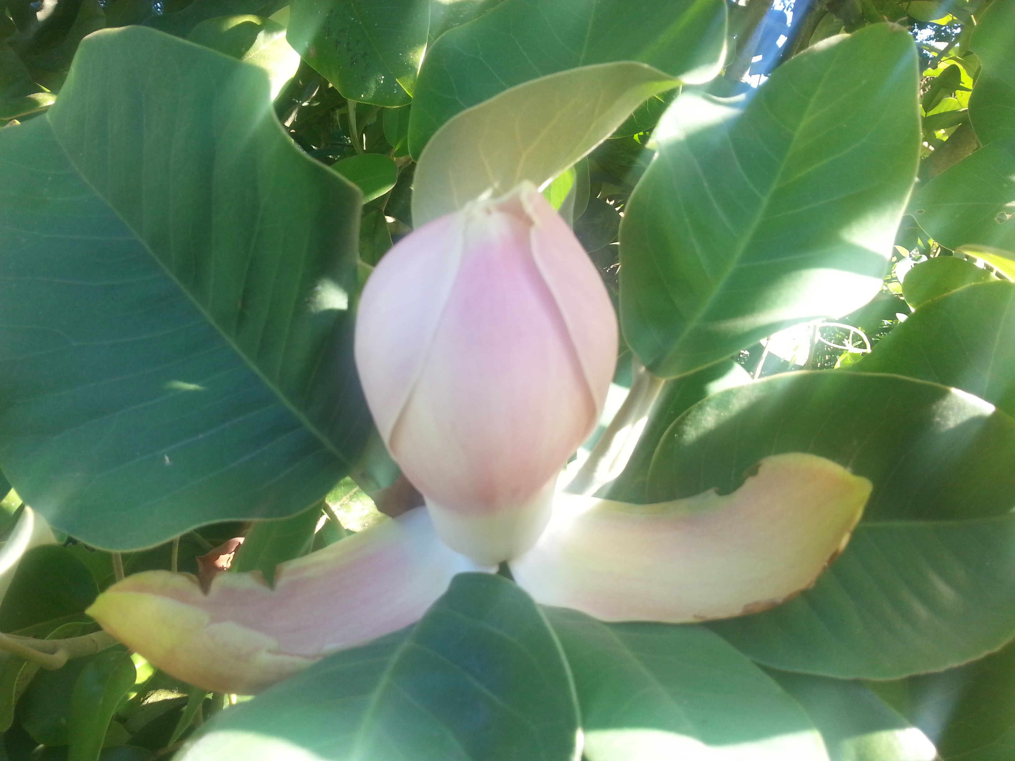 Magnolia delavayi 'Rubra'